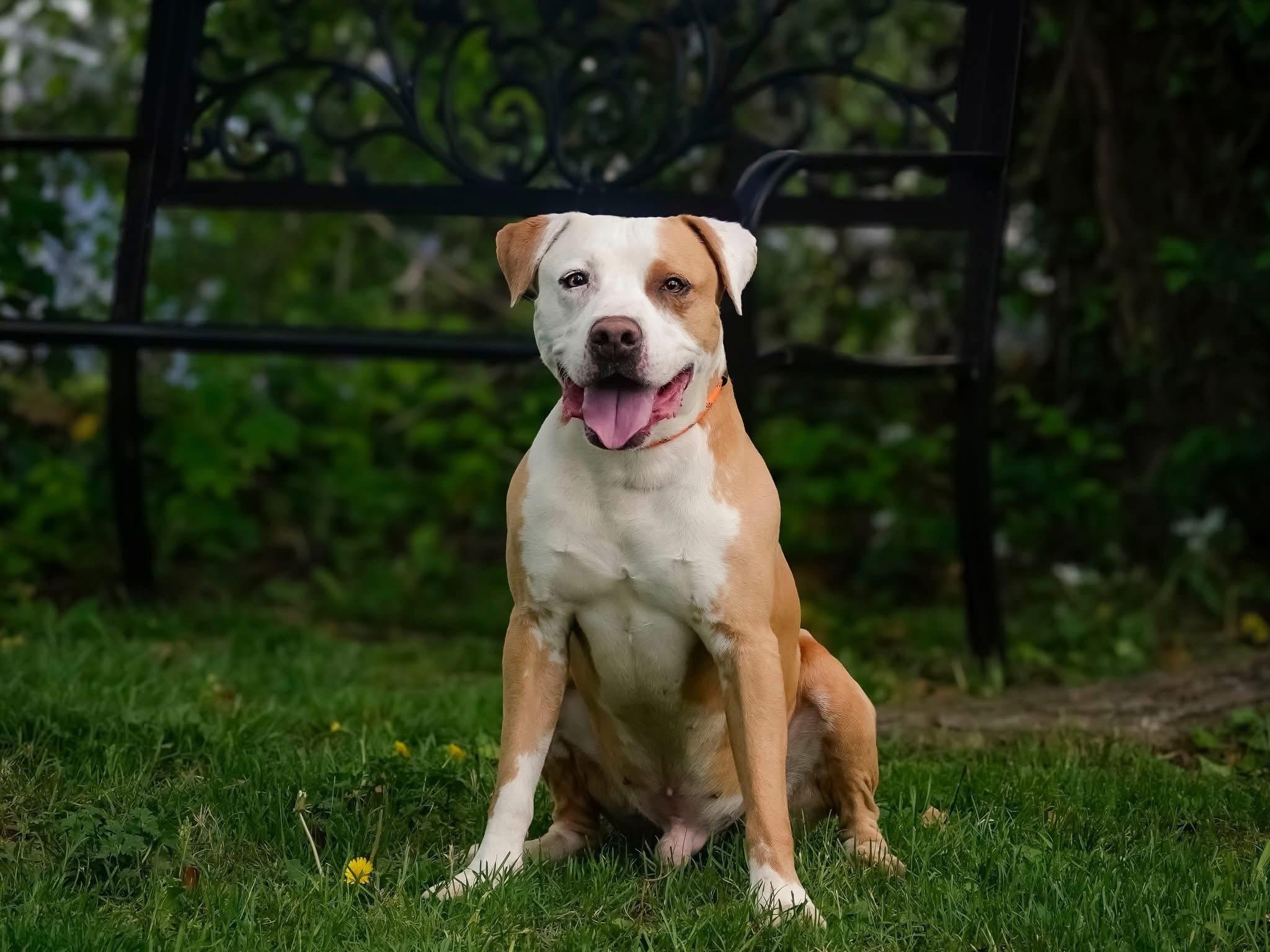 Scooby , ADOPTABLE, Adult Male Pit Bull Terrier.