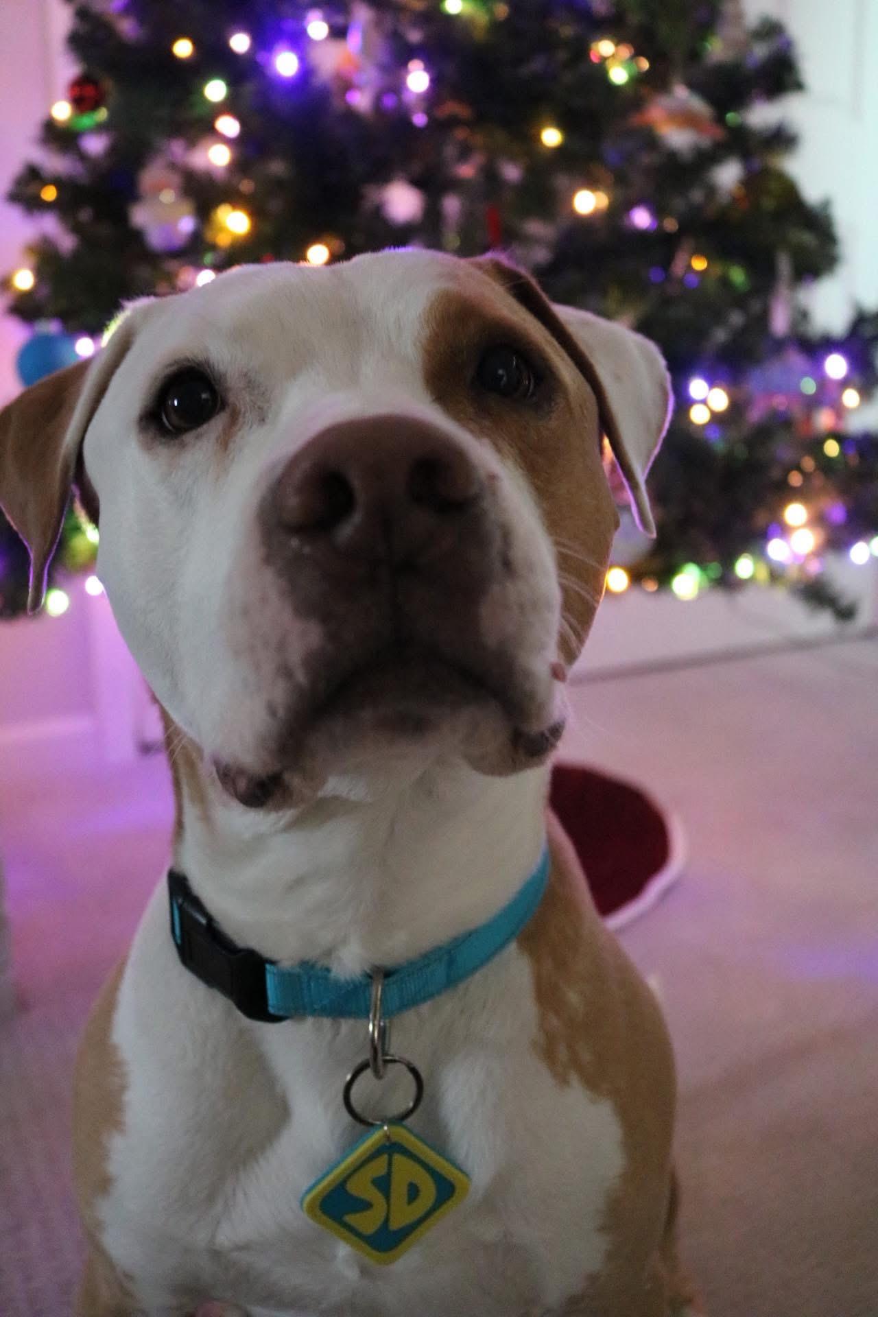 Enlarge Scooby , a ADOPTABLE mixed breed in Elizabethtown, PA image 4/4