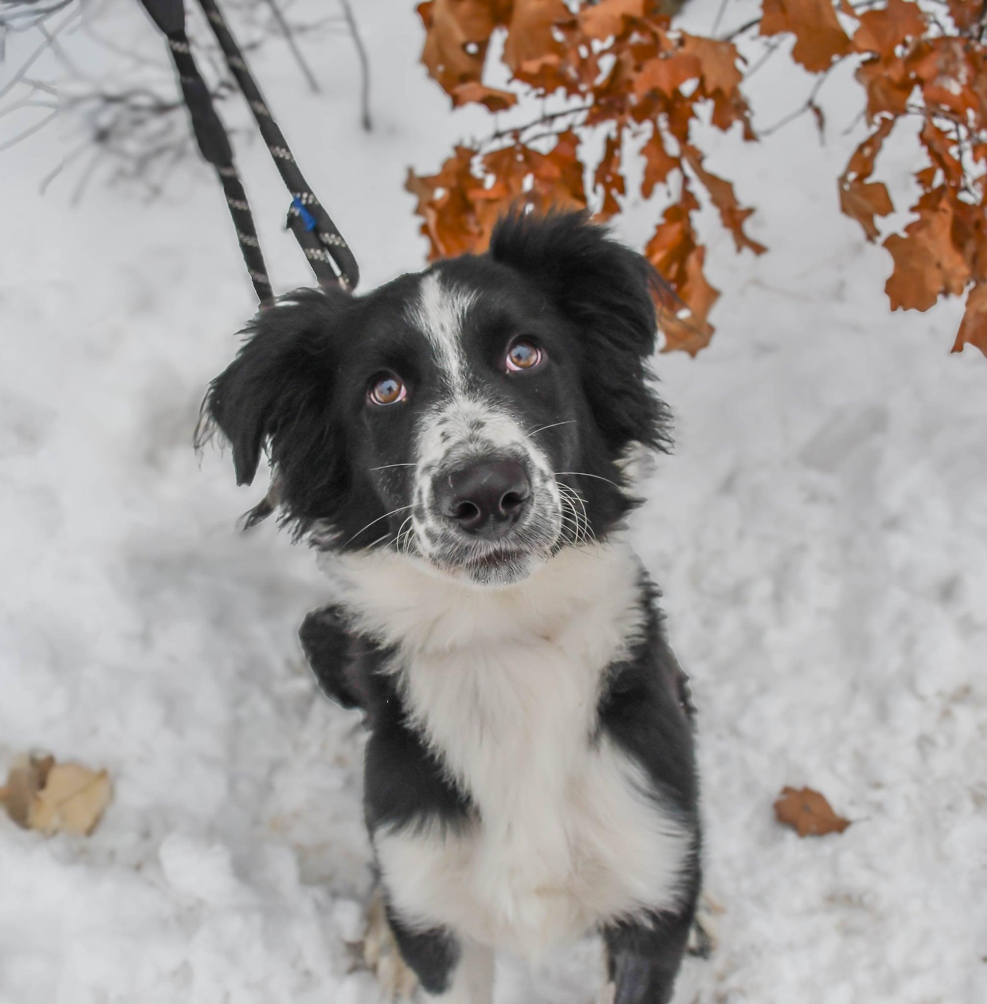 Buck in NH! Come Meet Our Adoptable Dogs Wed-Sat More Info in Bio, adopted, Young Male Border Collie & Australian Shepherd.