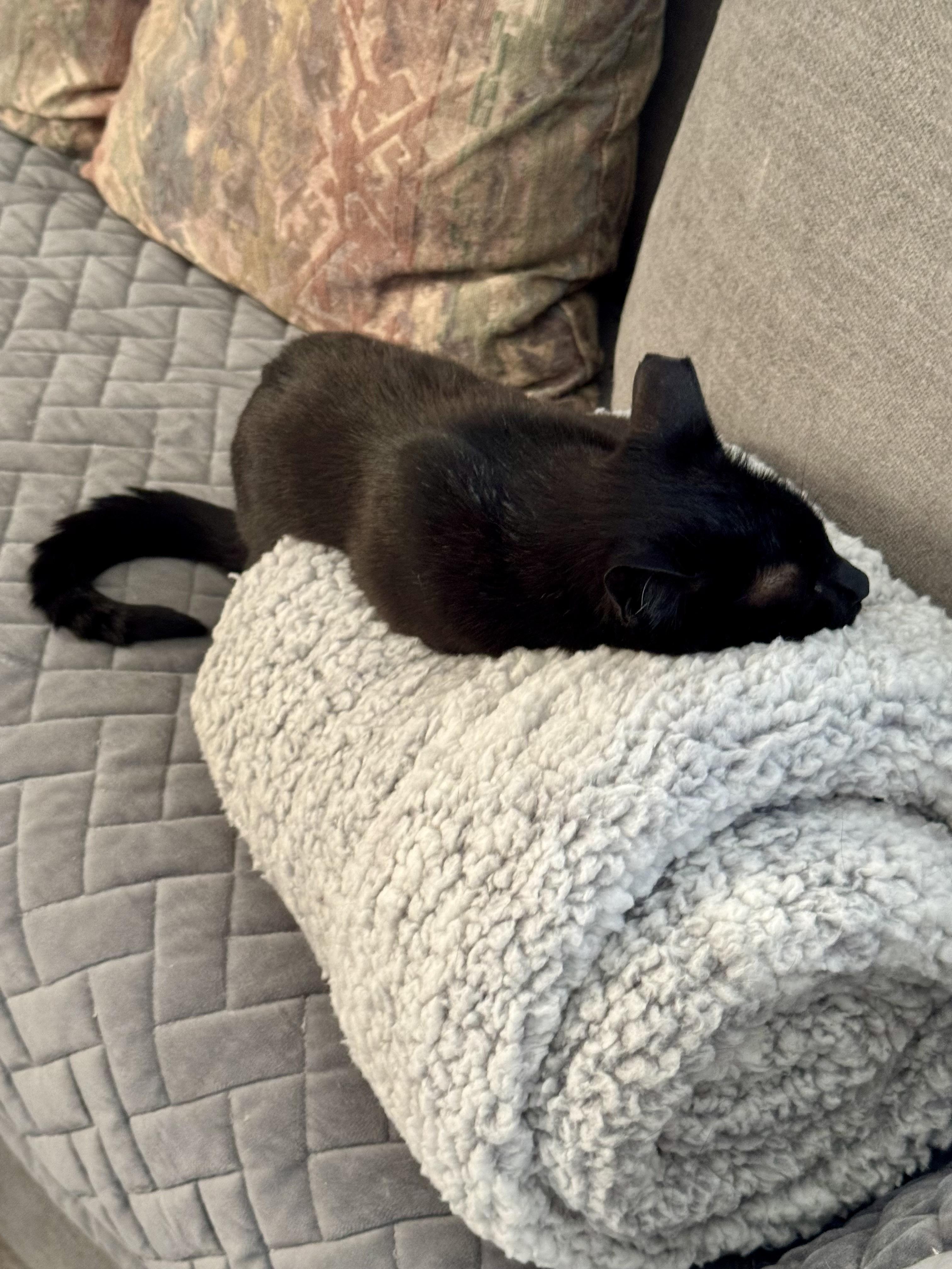 Cleo (affectionate / your loyal shadow / calm)