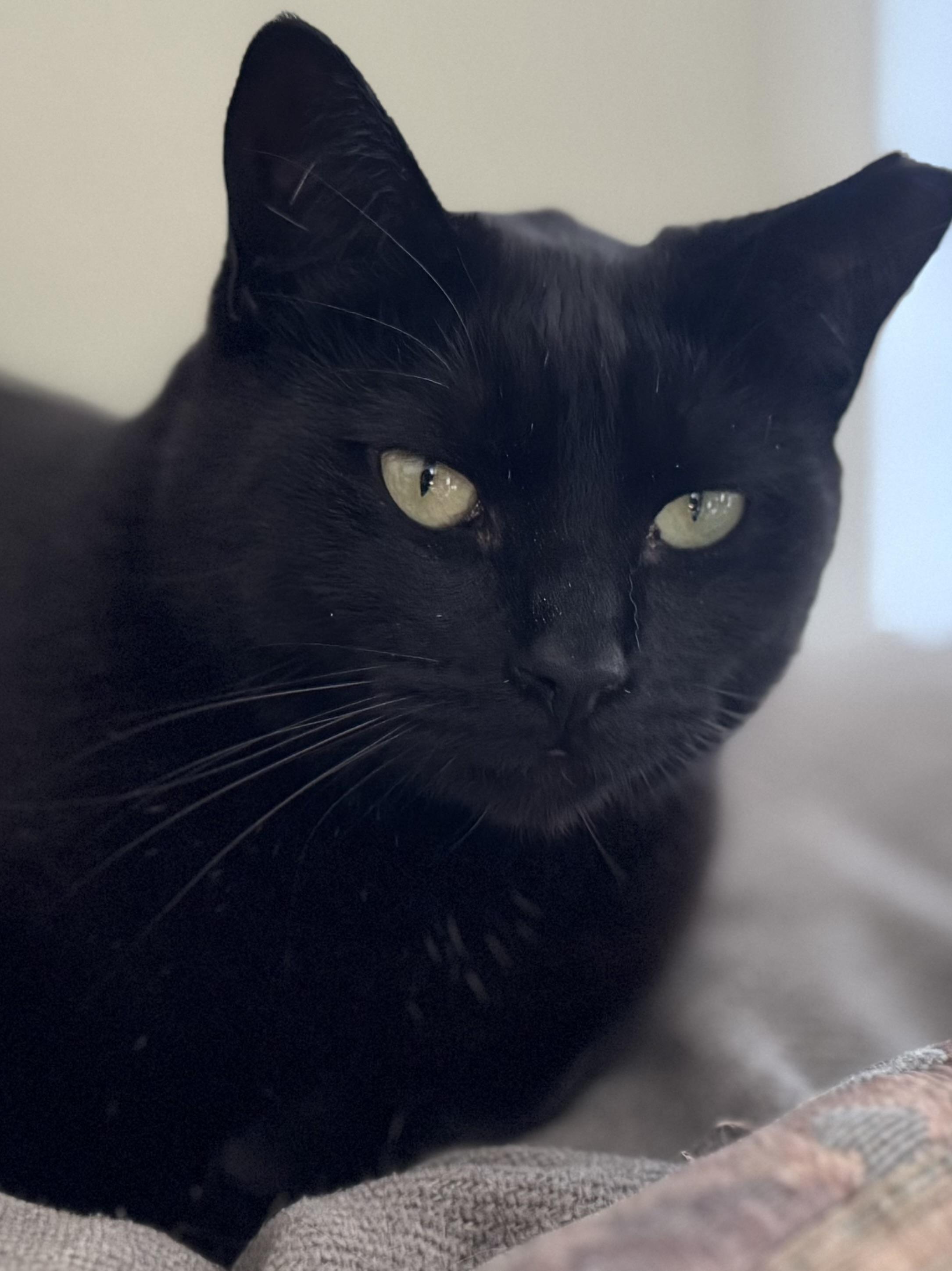 Cleo (affectionate / your loyal shadow / calm)