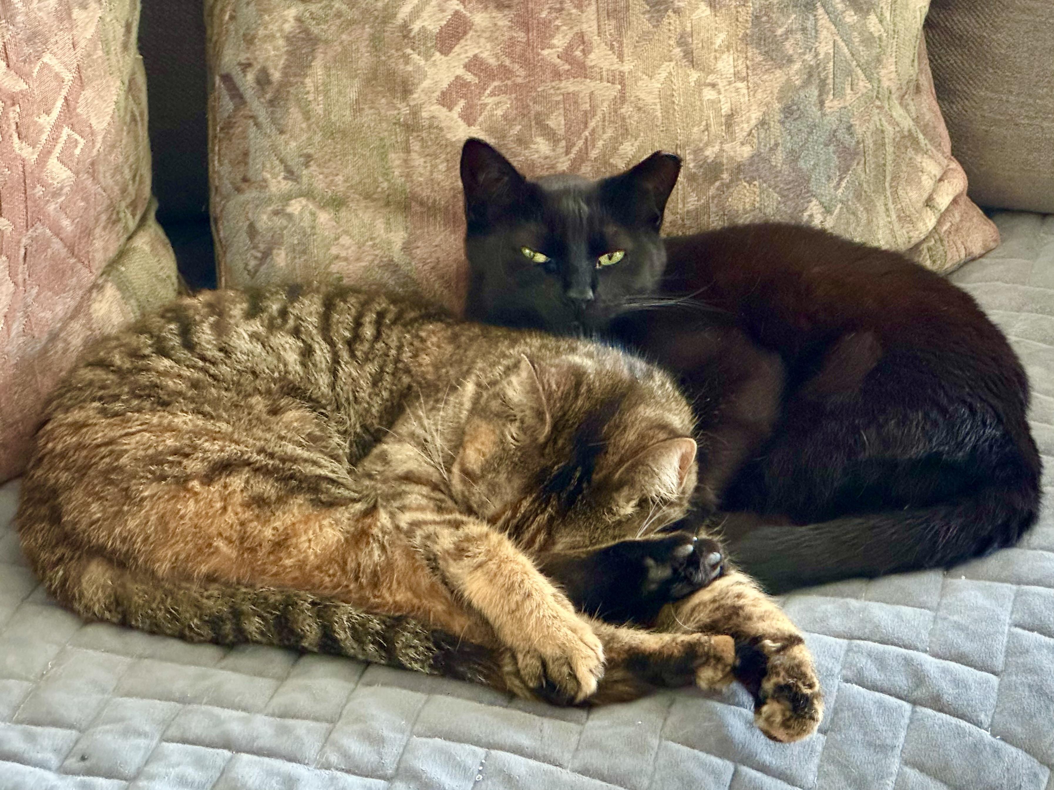 Cleo (affectionate / your loyal shadow / calm)