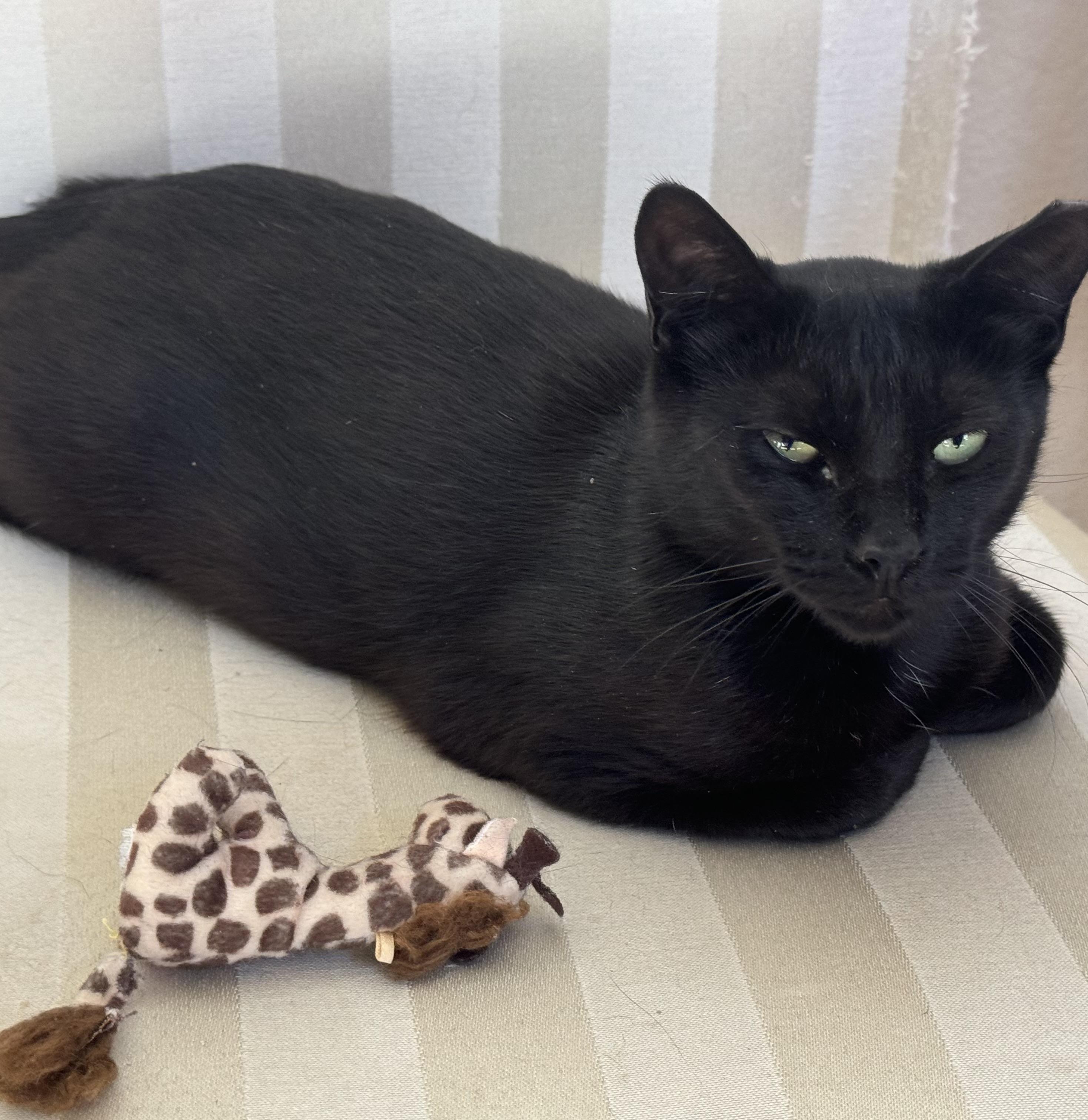 Cleo (affectionate / your loyal shadow / calm), Adult Female unknown