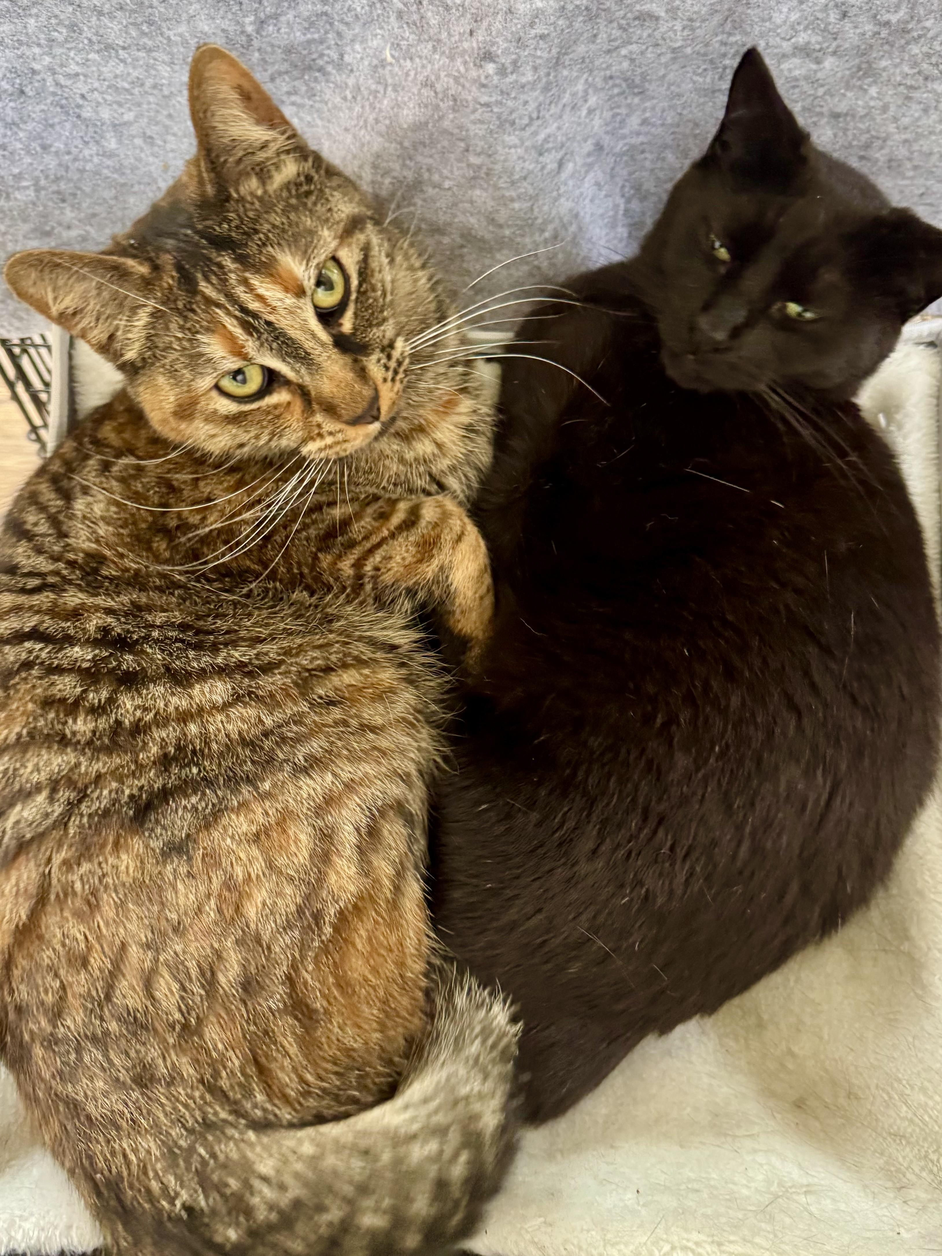 Cleo (affectionate / your loyal shadow / calm)