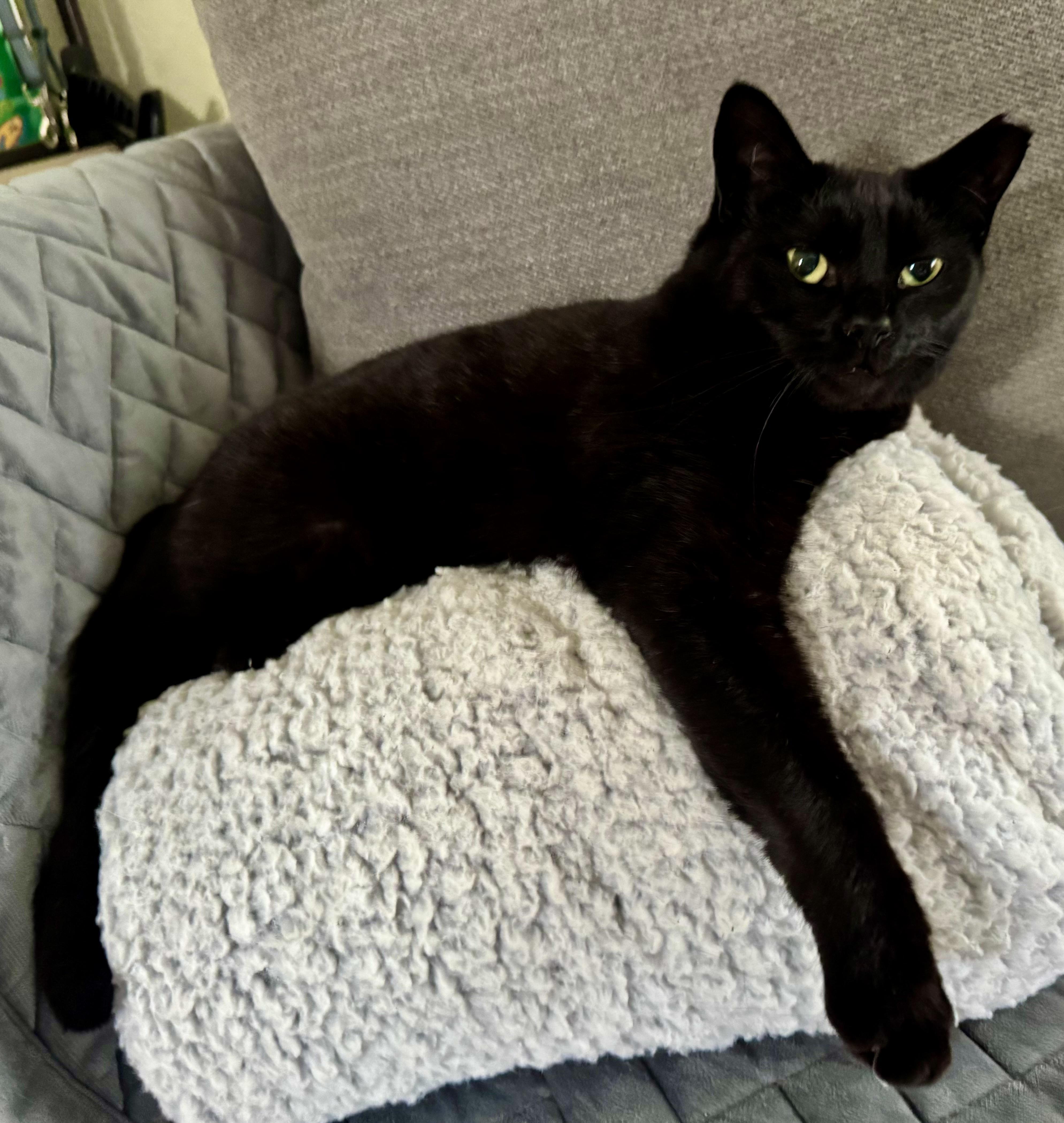 Cleo (affectionate / your loyal shadow / calm), a Adoptable mixed breed in San Jose, CA image 6/6