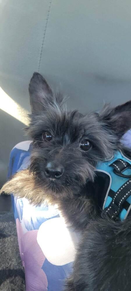 Brodie, Adoptable, Adult Male Yorkshire Terrier & Mixed Breed.