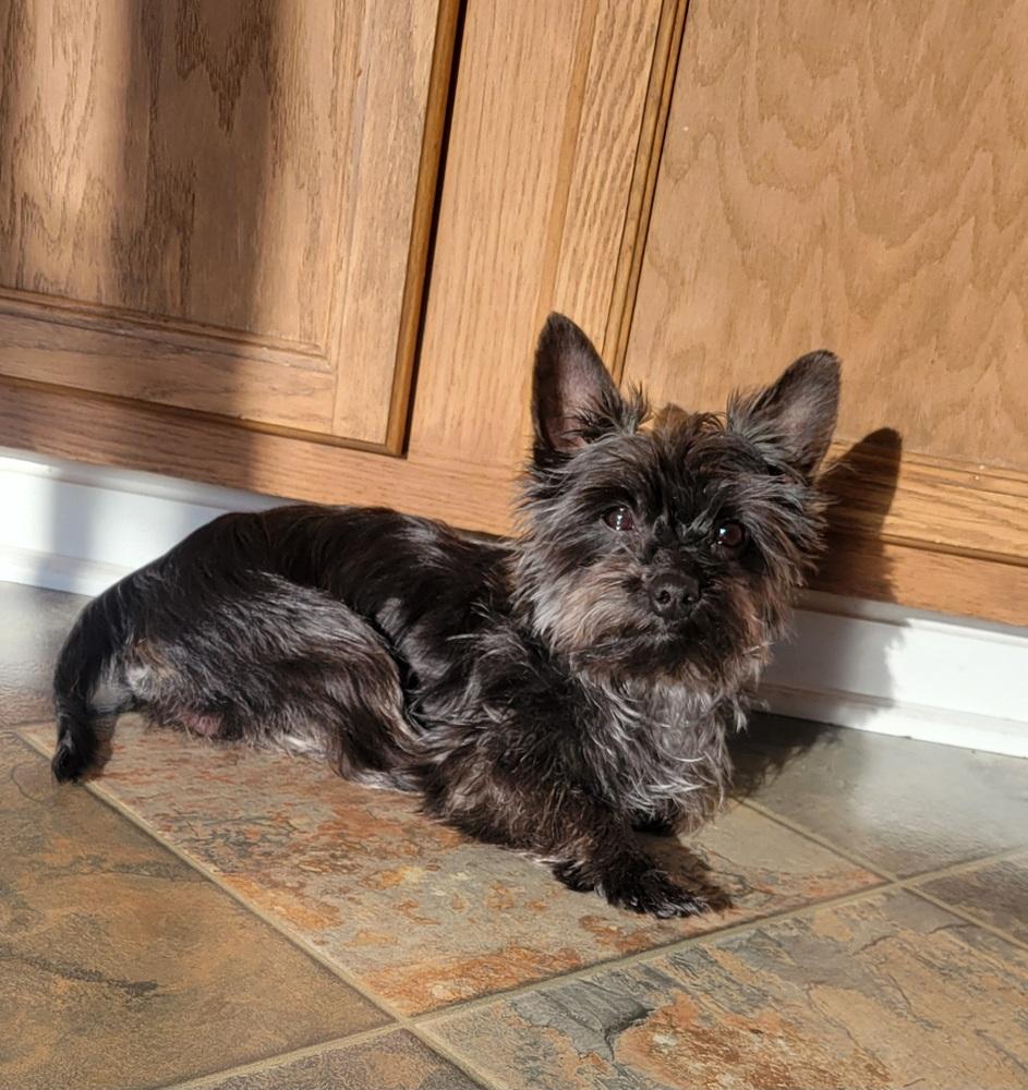 Enlarge Brodie, a Adoptable mixed breed in Jefferson Hills, PA image 2/3