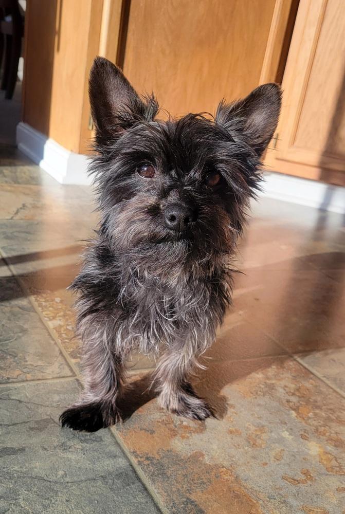 Enlarge Brodie, a Adoptable mixed breed in Jefferson Hills, PA image 3/3