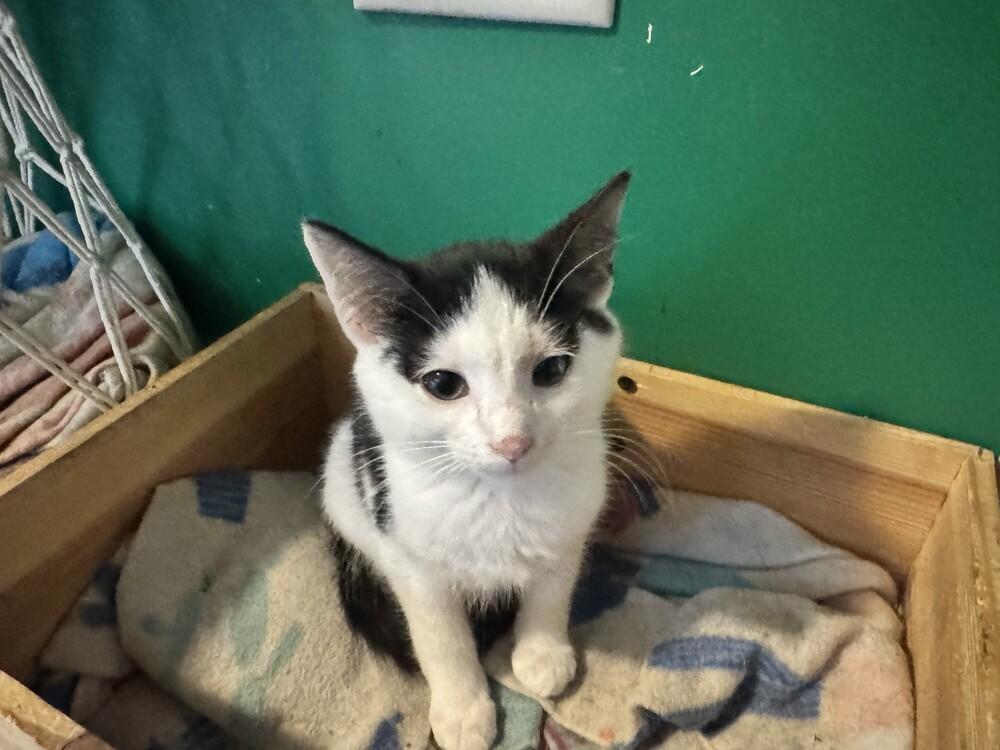 Templeton, Adoptable, Kitten Male Domestic Long Hair.