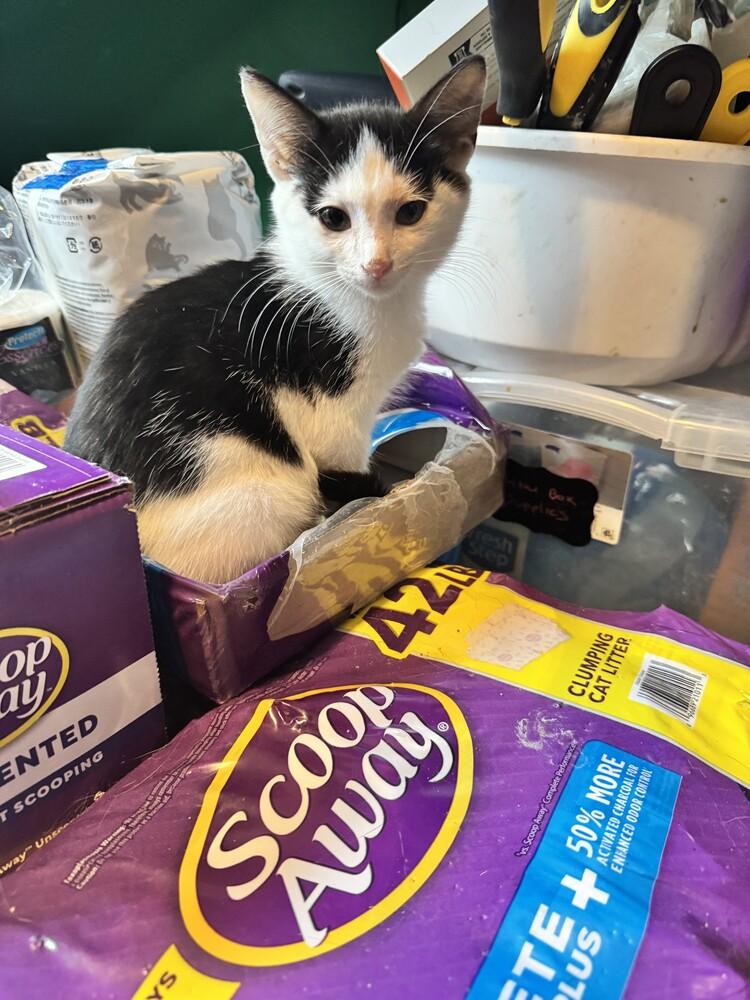 Templeton, a Adoptable mixed breed in Wilmington, NC image 2/6