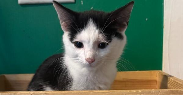 Templeton, a Adoptable mixed breed in Wilmington, NC image 3/6