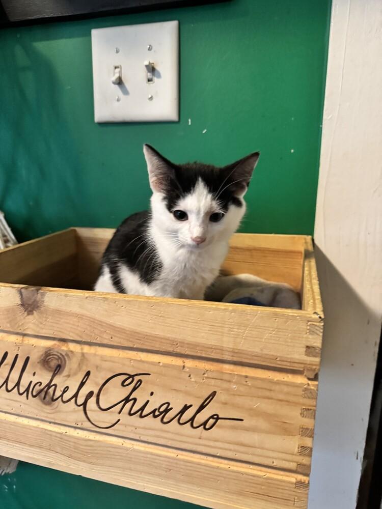 Templeton, a Adoptable mixed breed in Wilmington, NC image 4/6