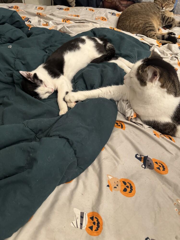 Templeton, a Adoptable mixed breed in Wilmington, NC image 5/6