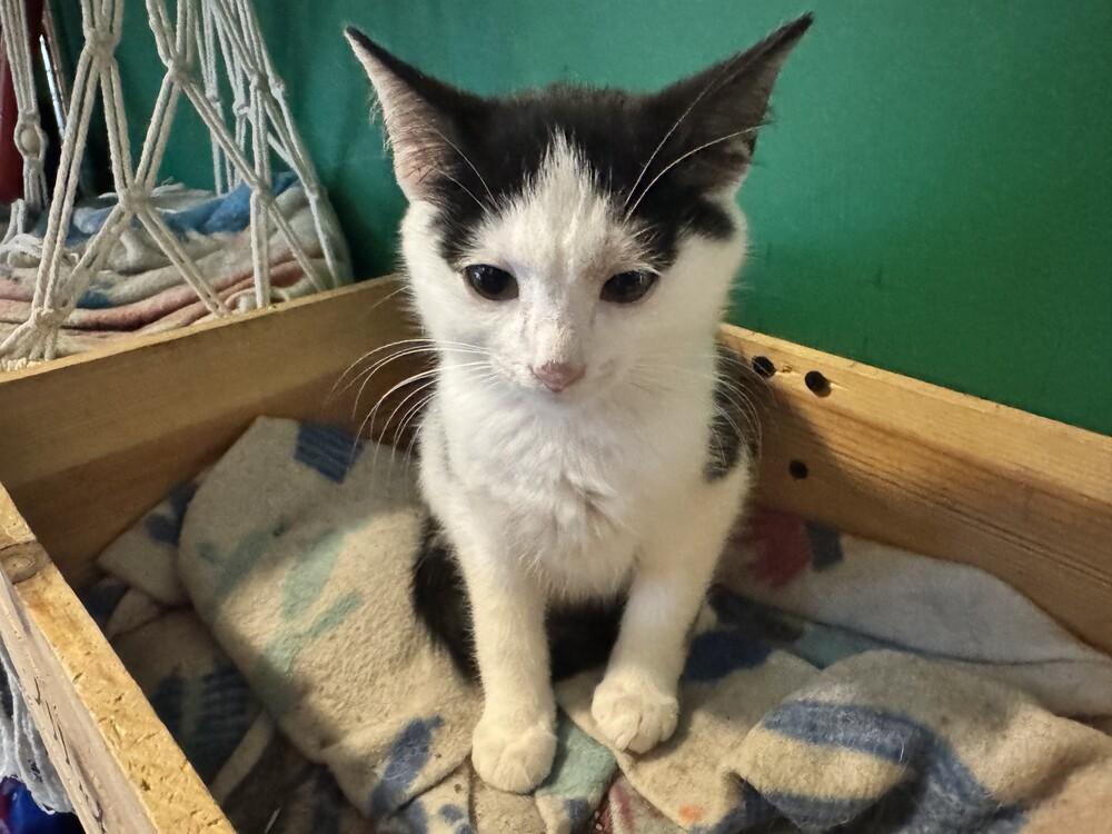 Templeton, a Adoptable mixed breed in Wilmington, NC image 6/6