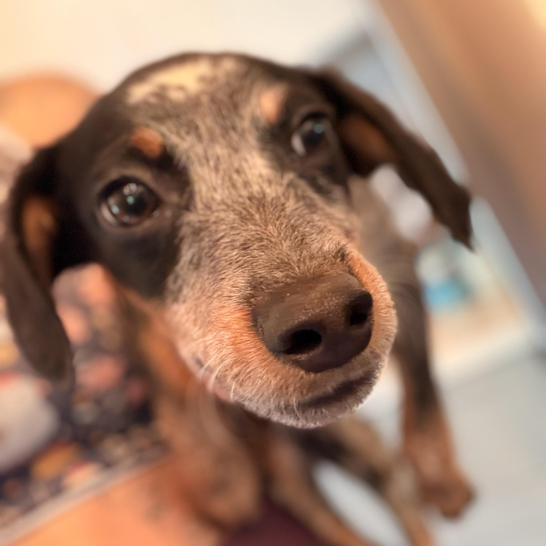 Enlarge Kirby, a Adoptable mixed breed in Manhattan, IL image 6/6
