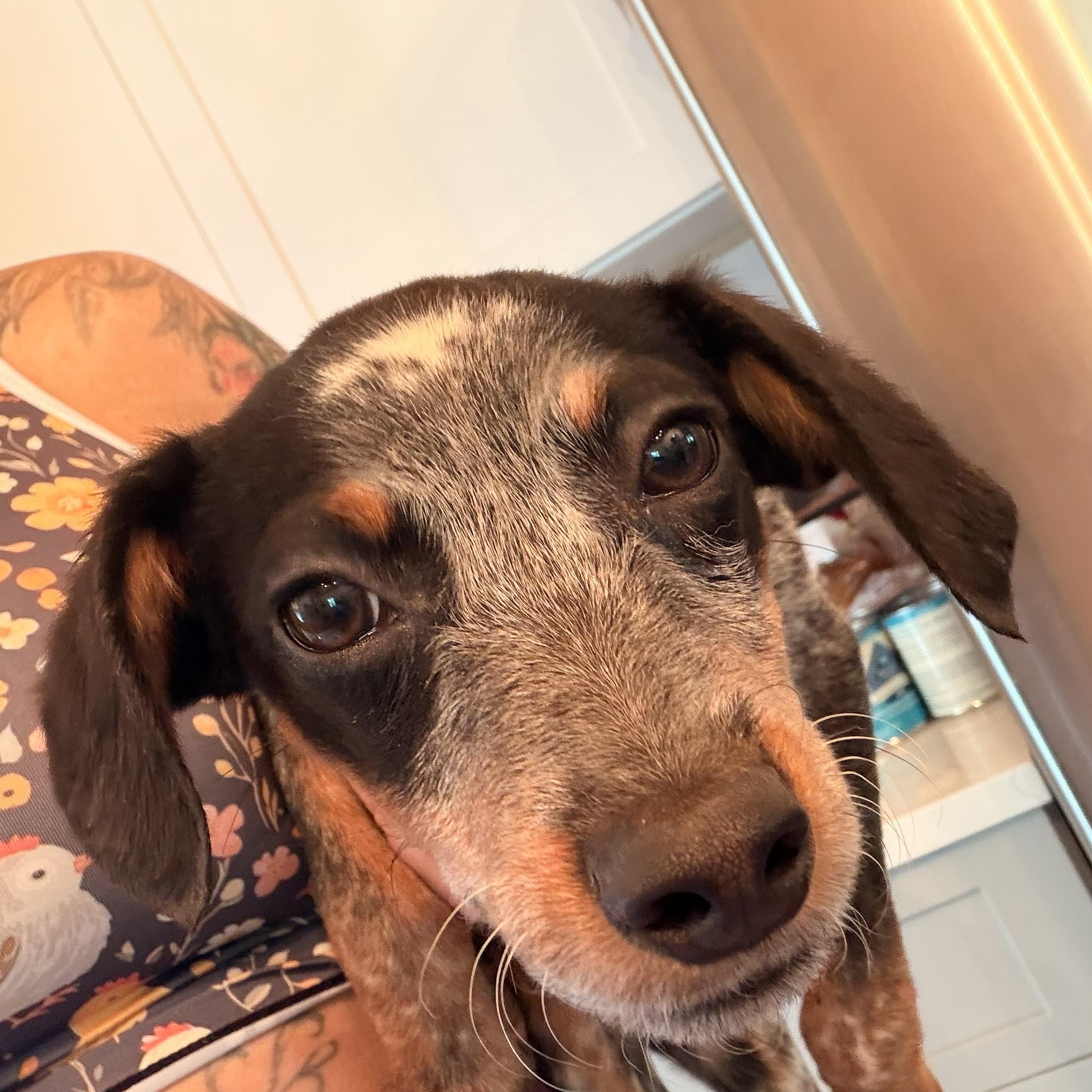 Enlarge Kirby, a Adoptable mixed breed in Manhattan, IL image 4/6