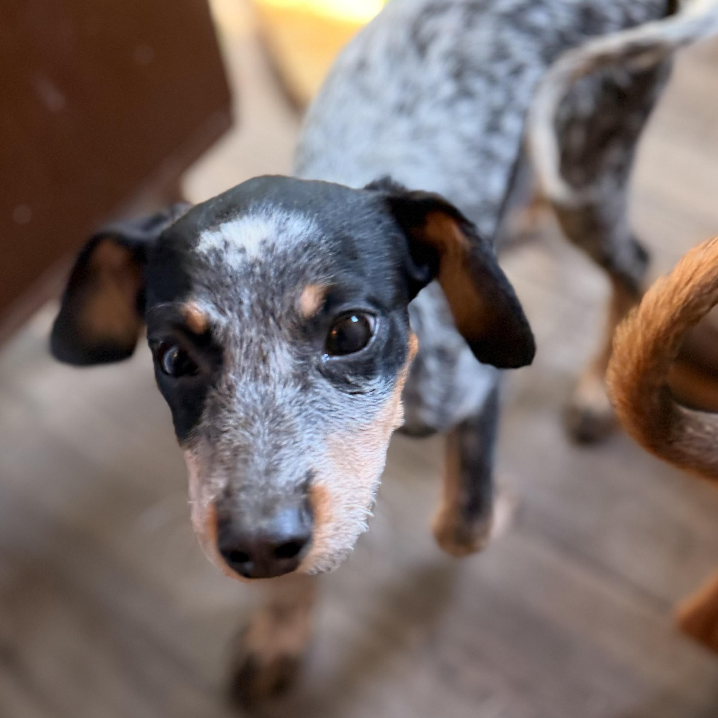 Enlarge Kirby, a Adoptable mixed breed in Manhattan, IL image 3/6