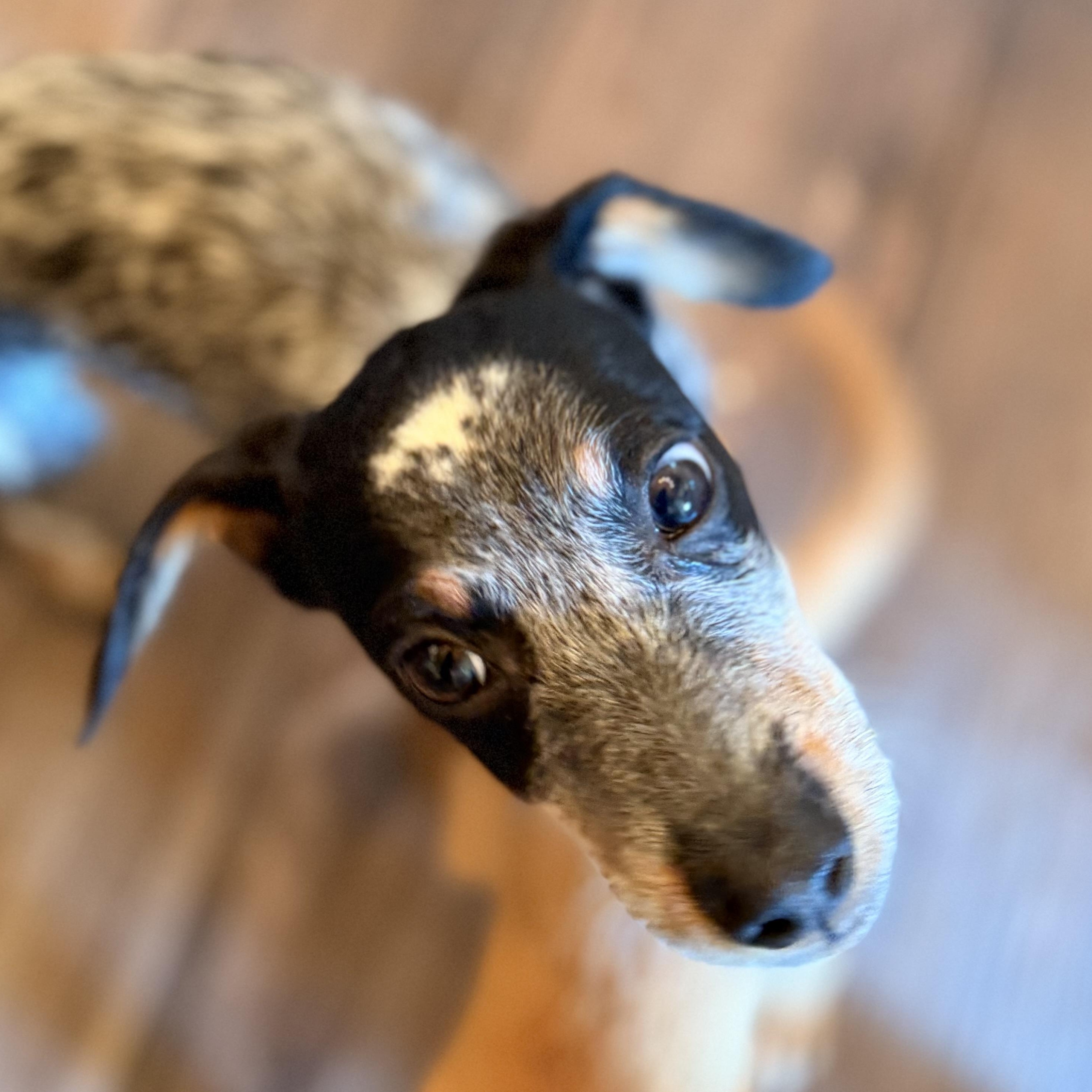 Kirby, Adoptable, Puppy Male Bluetick Coonhound.