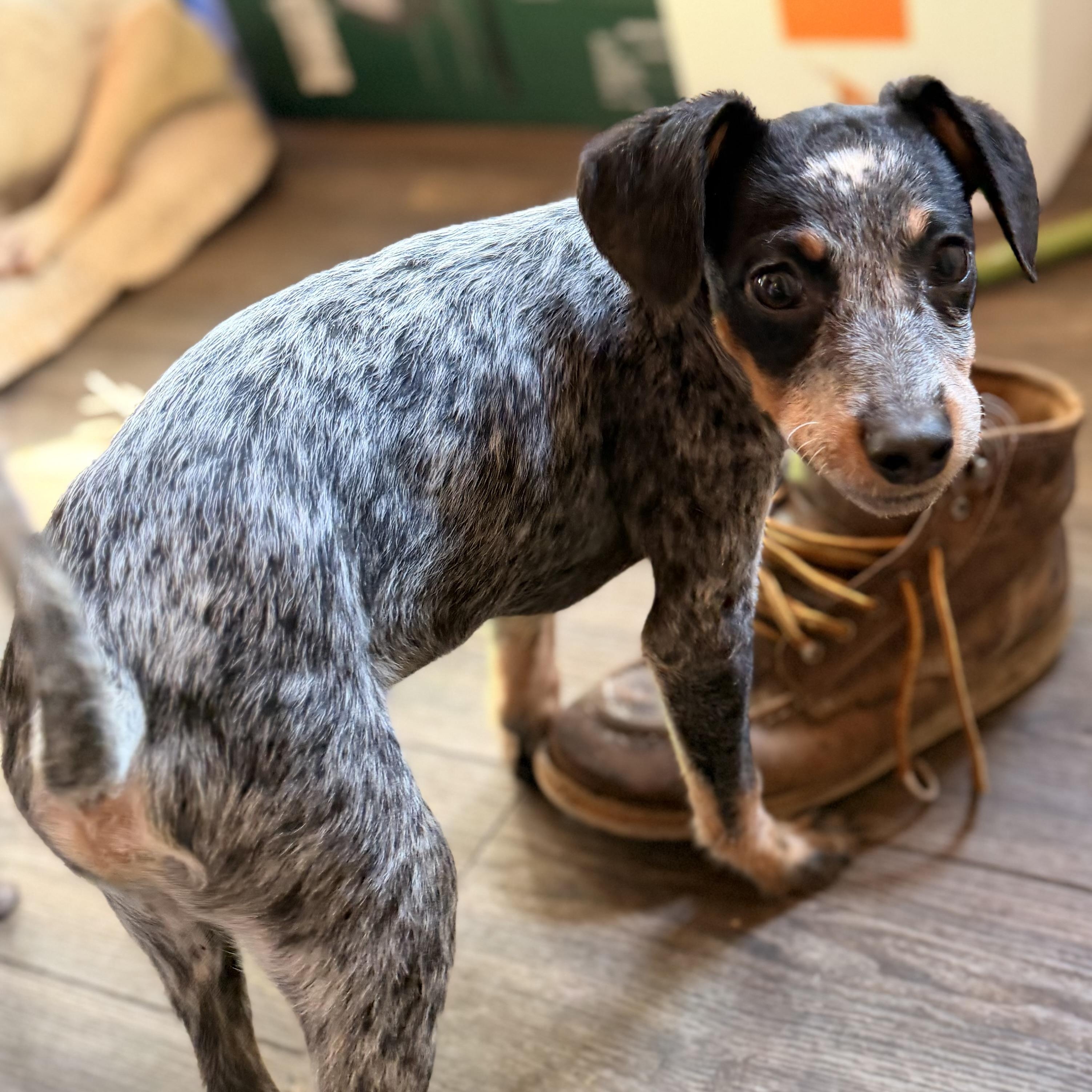 Enlarge Kirby, a Adoptable mixed breed in Manhattan, IL image 2/6