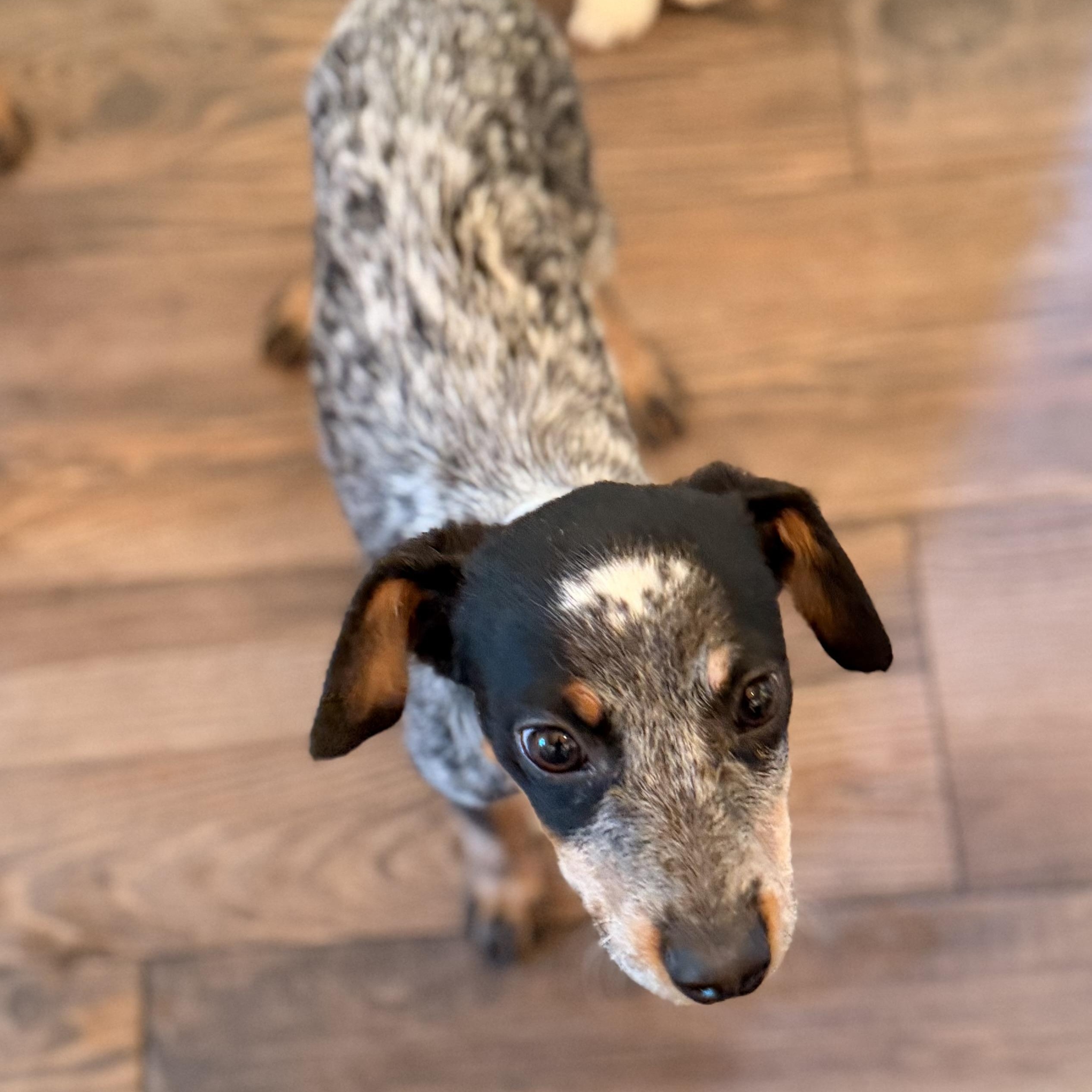 Enlarge Kirby, a Adoptable mixed breed in Manhattan, IL image 5/6
