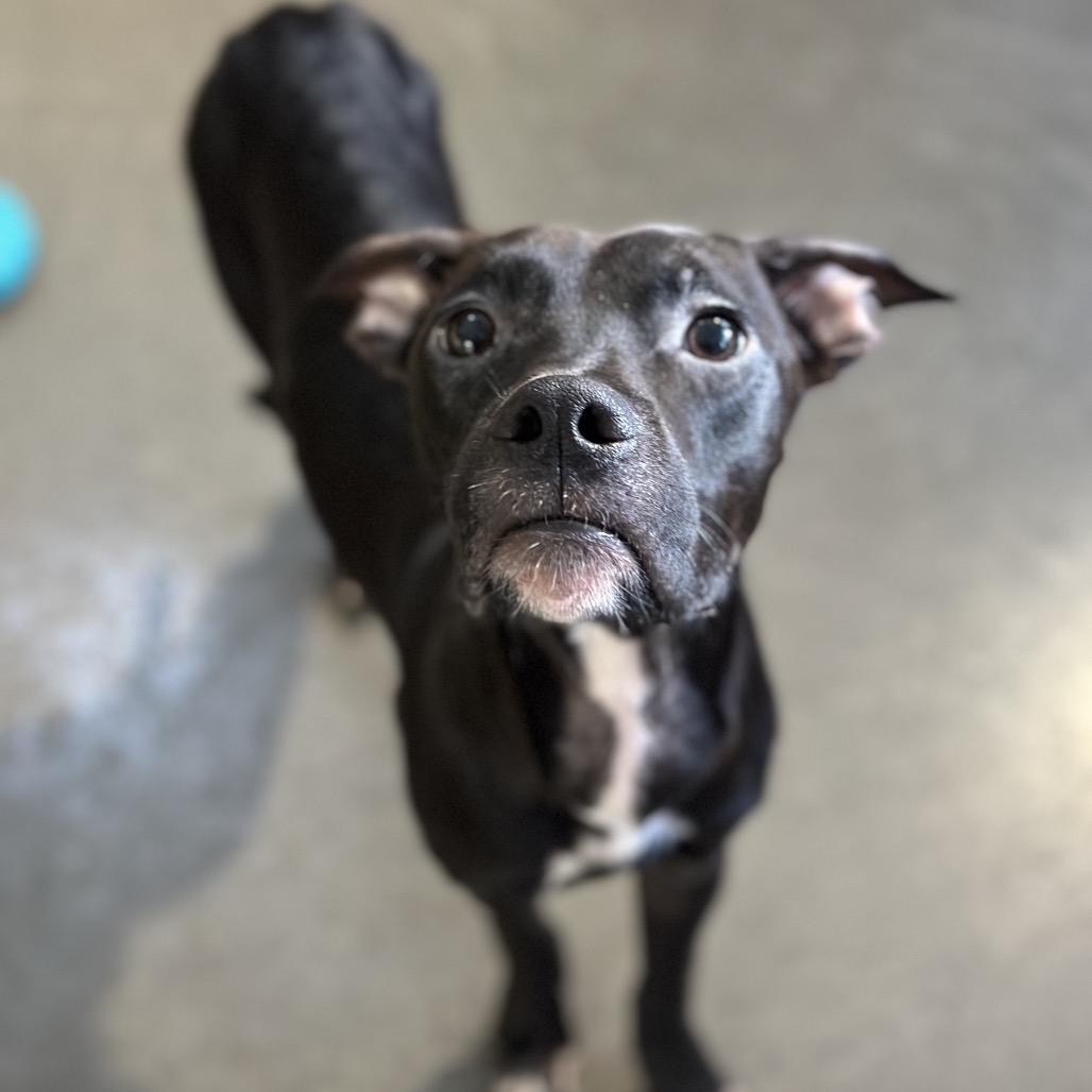 Vader, a Adoptable mixed breed in Mankato, MN image 1/6