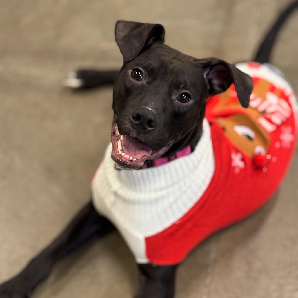 Enlarge Vader, a Adoptable mixed breed in Mankato, MN image 1/6