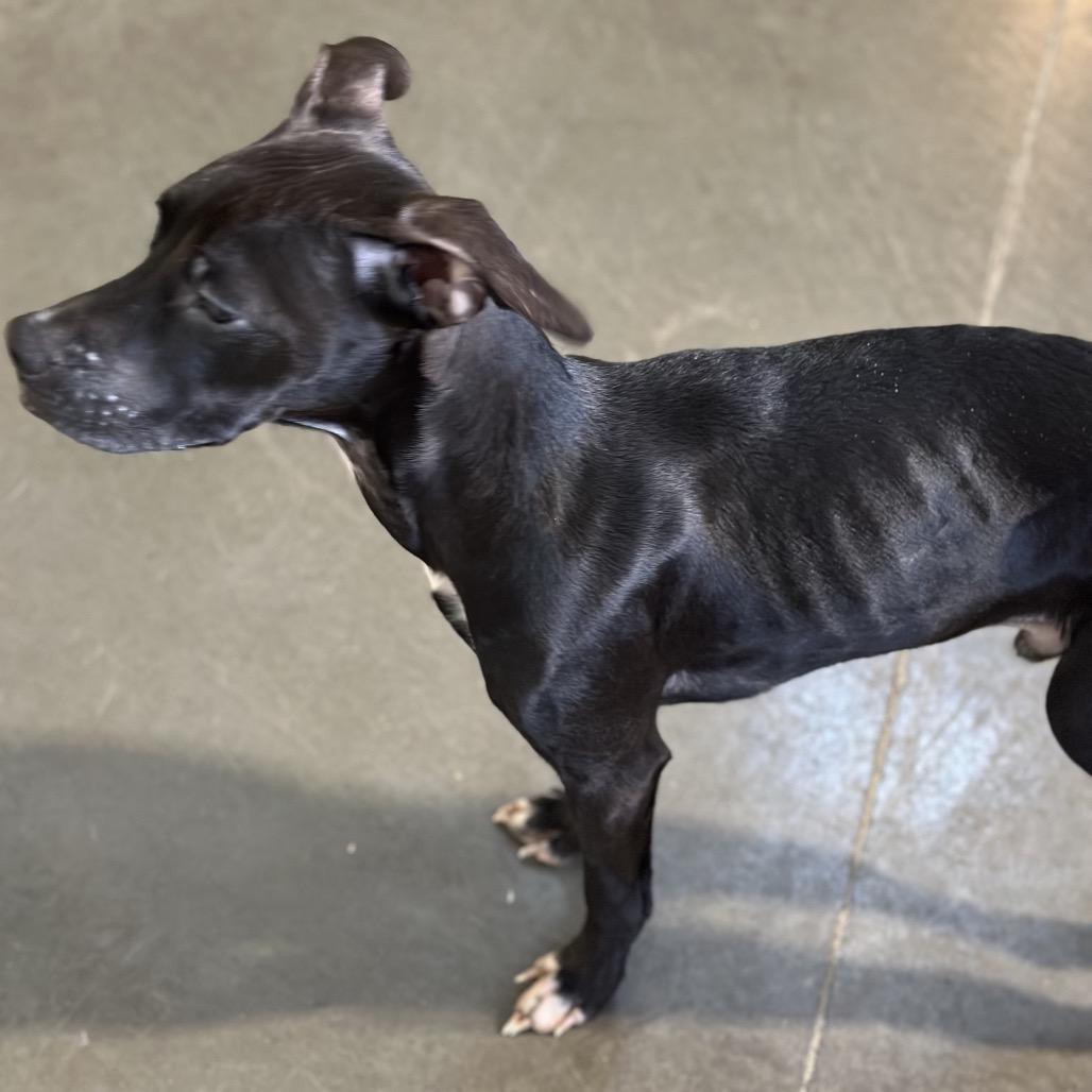 Vader, a Adoptable mixed breed in Mankato, MN image 2/6