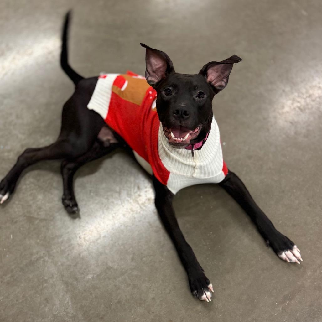 Enlarge Vader, a Adoptable mixed breed in Mankato, MN image 2/6