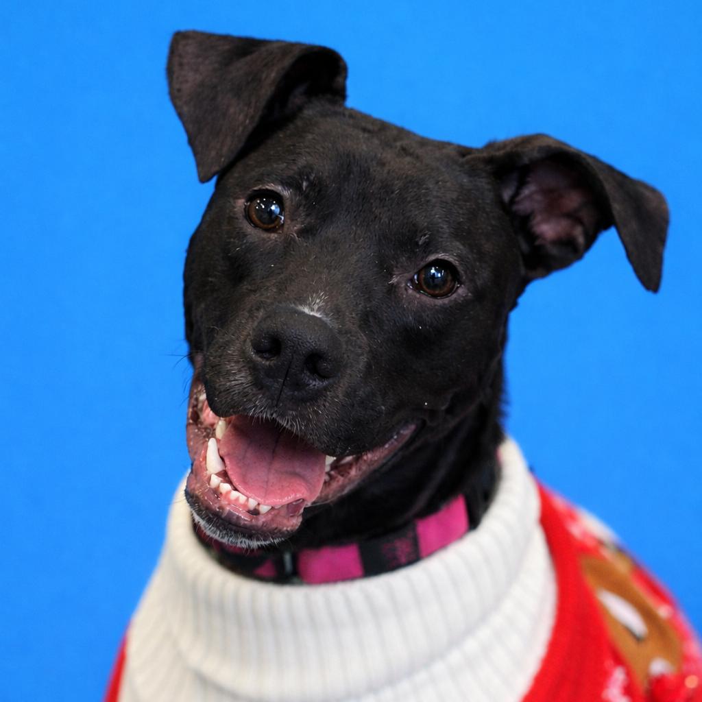 Vader, a Adoptable mixed breed in Mankato, MN image 3/6