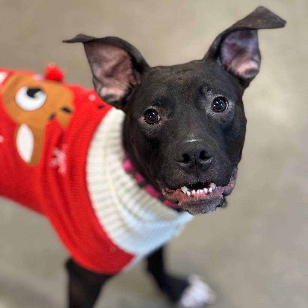 Enlarge Vader, a Adoptable mixed breed in Mankato, MN image 3/6