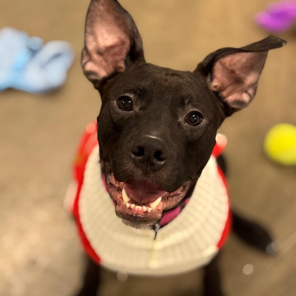 Enlarge Vader, a Adoptable mixed breed in Mankato, MN image 4/6