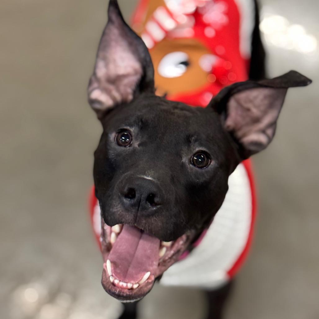 Vader, a Adoptable mixed breed in Mankato, MN image 4/6