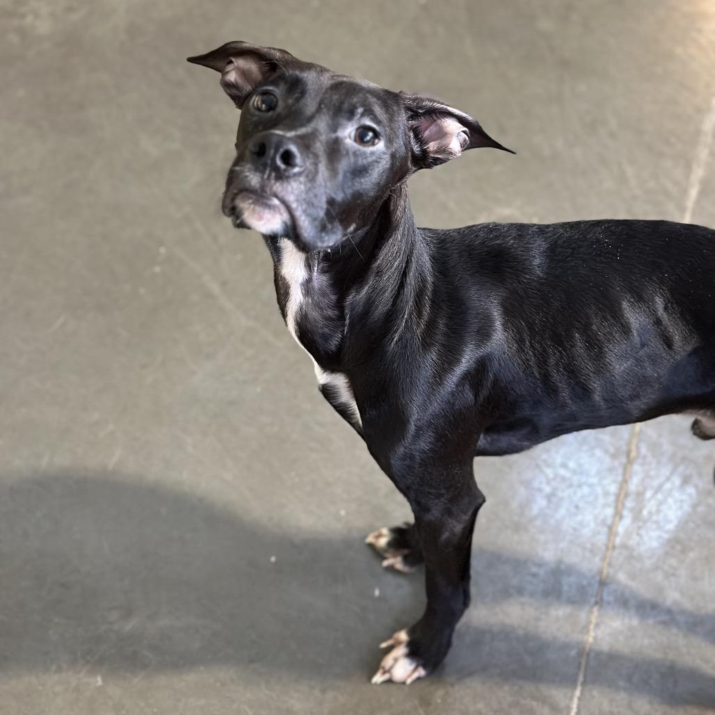 Vader, a Adoptable mixed breed in Mankato, MN image 5/6