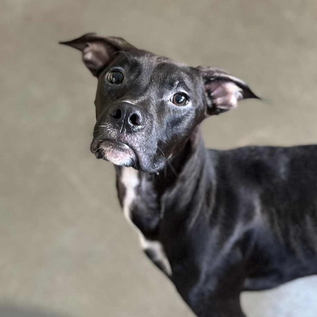 Vader, a Adoptable mixed breed in Mankato, MN image 6/6