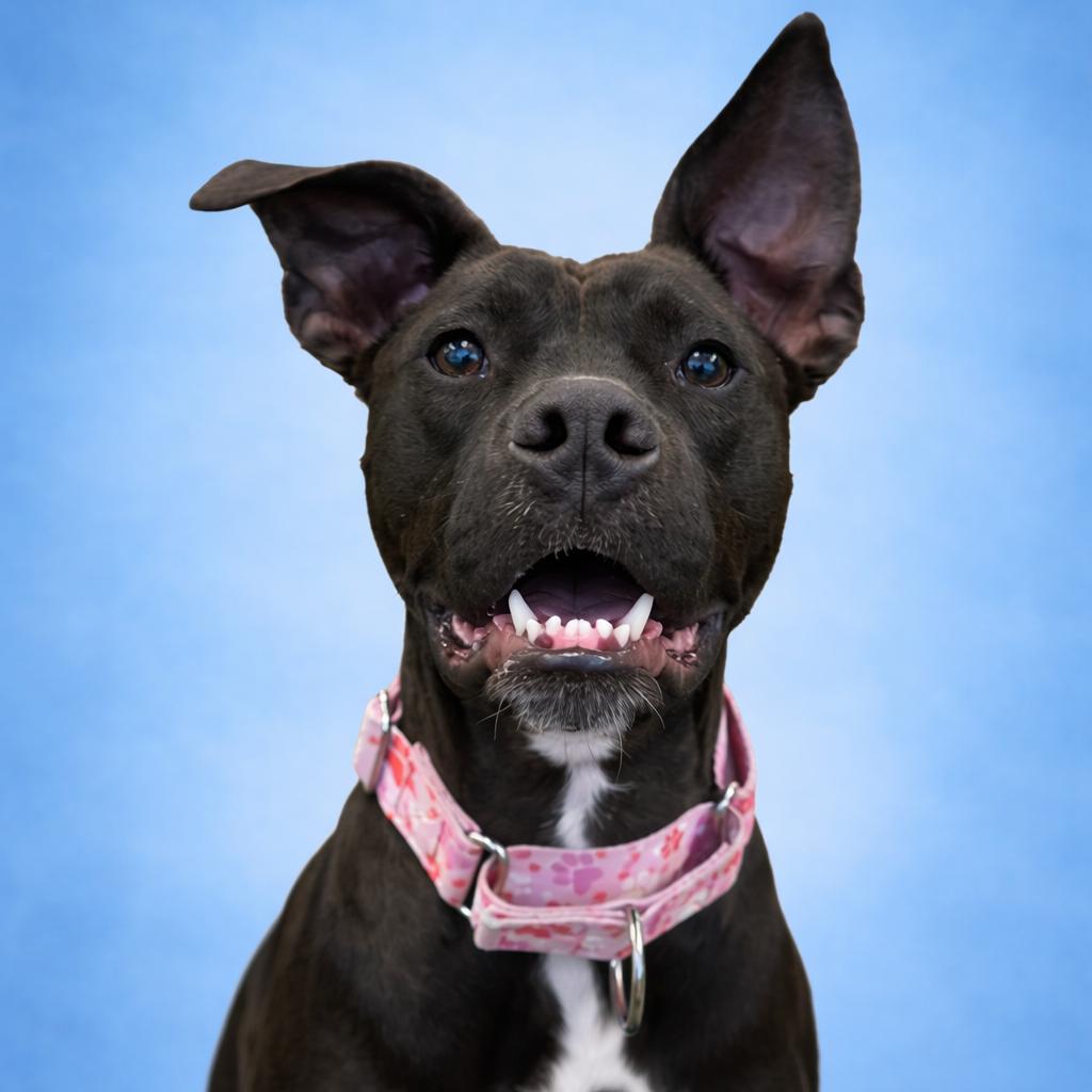 Enlarge Vader, a Adoptable mixed breed in Mankato, MN image 6/6