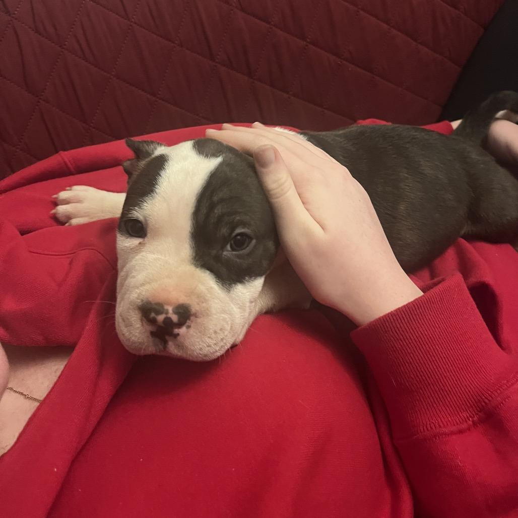 Chin-Up, Adoptable, Puppy Male Pit Bull Terrier.