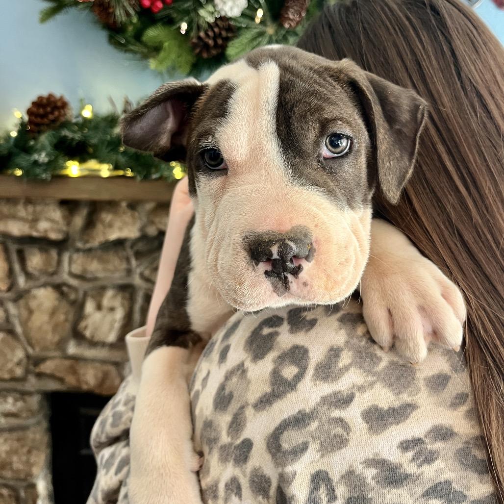 Enlarge Chin-Up, a Adoptable Pit Bull Terrier in Wake Forest, NC image 2/4