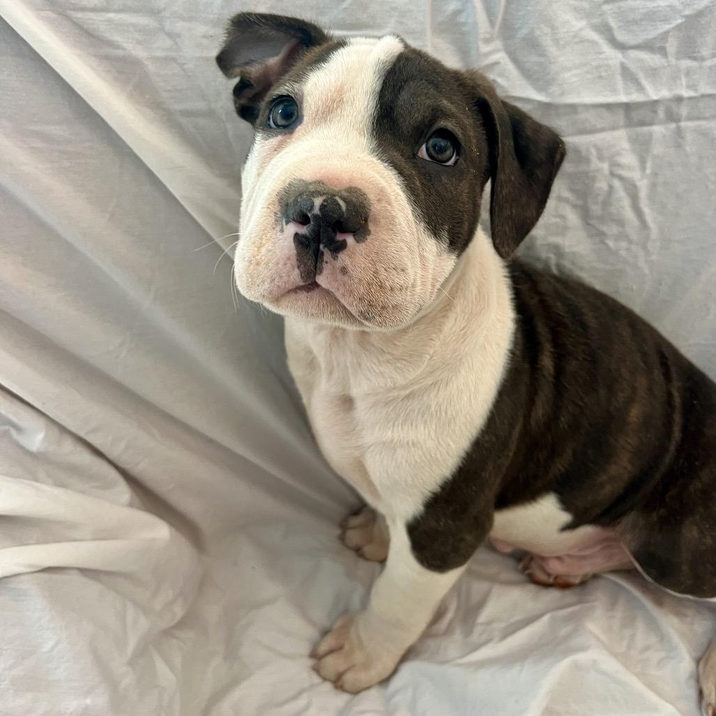Enlarge Chin-Up, a Adoptable Pit Bull Terrier in Wake Forest, NC image 3/4