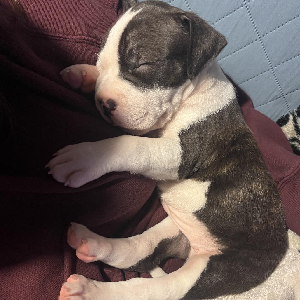 Enlarge Chin-Up, a Adoptable Pit Bull Terrier in Wake Forest, NC image 4/4