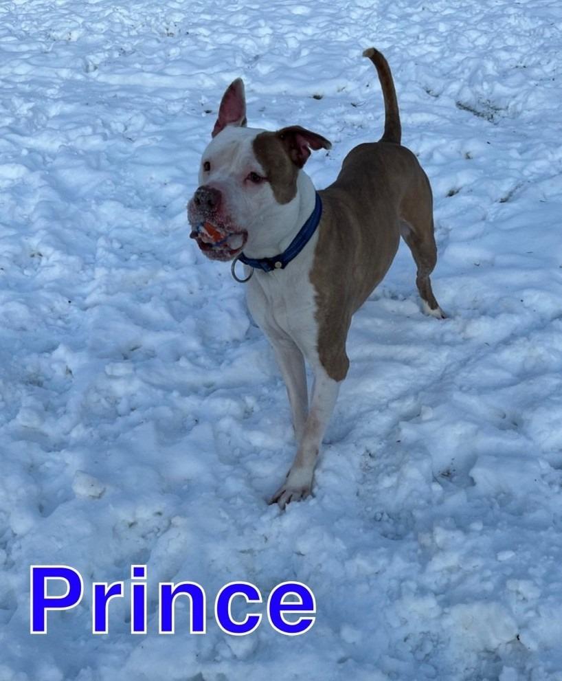 Enlarge PRINCE, a Adoptable Pit Bull Terrier in Hastings, MI image 1/4
