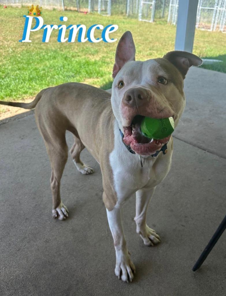 Enlarge PRINCE, a Adoptable Pit Bull Terrier in Hastings, MI image 3/4