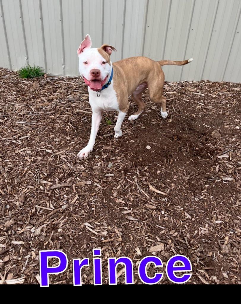 Enlarge PRINCE, a Adoptable Pit Bull Terrier in Hastings, MI image 1/2