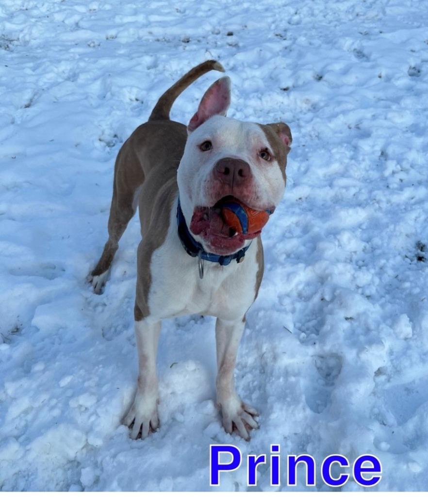 Enlarge PRINCE, a Adoptable Pit Bull Terrier in Hastings, MI image 3/4