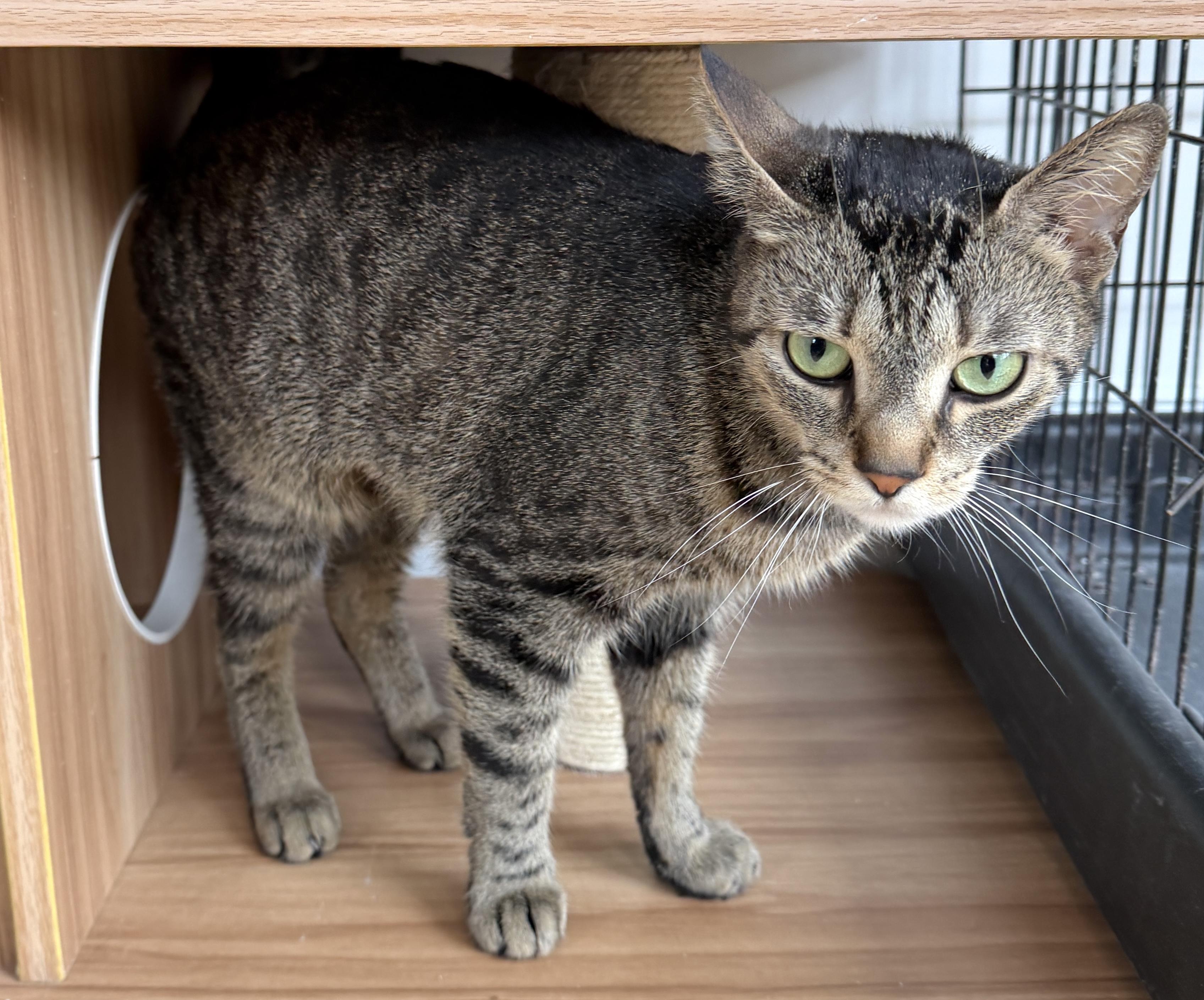 Enlarge Luna, a ADOPTABLE American Shorthair in Hull, MA image 3/6