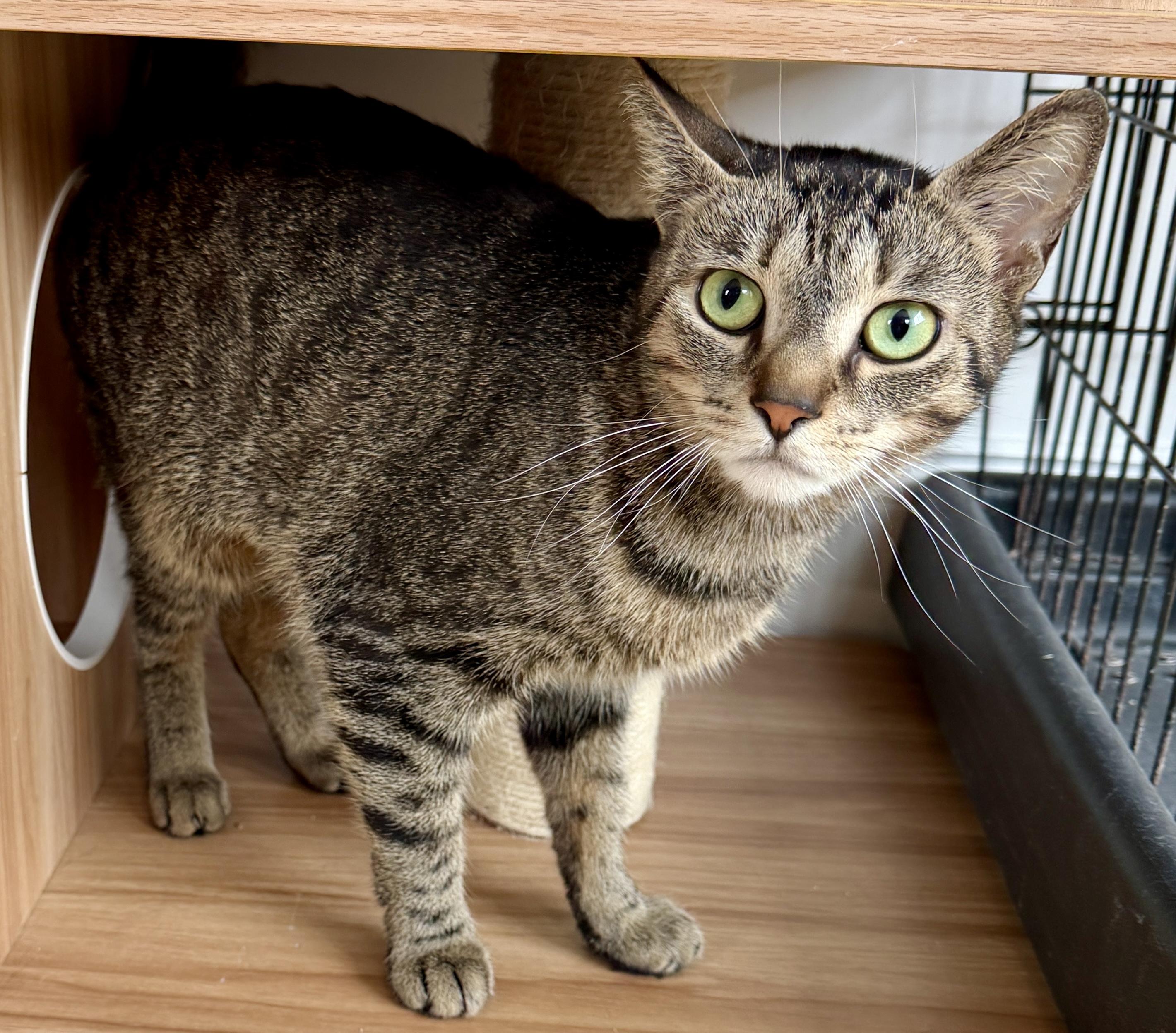 Enlarge Luna, a ADOPTABLE American Shorthair in Hull, MA image 5/6