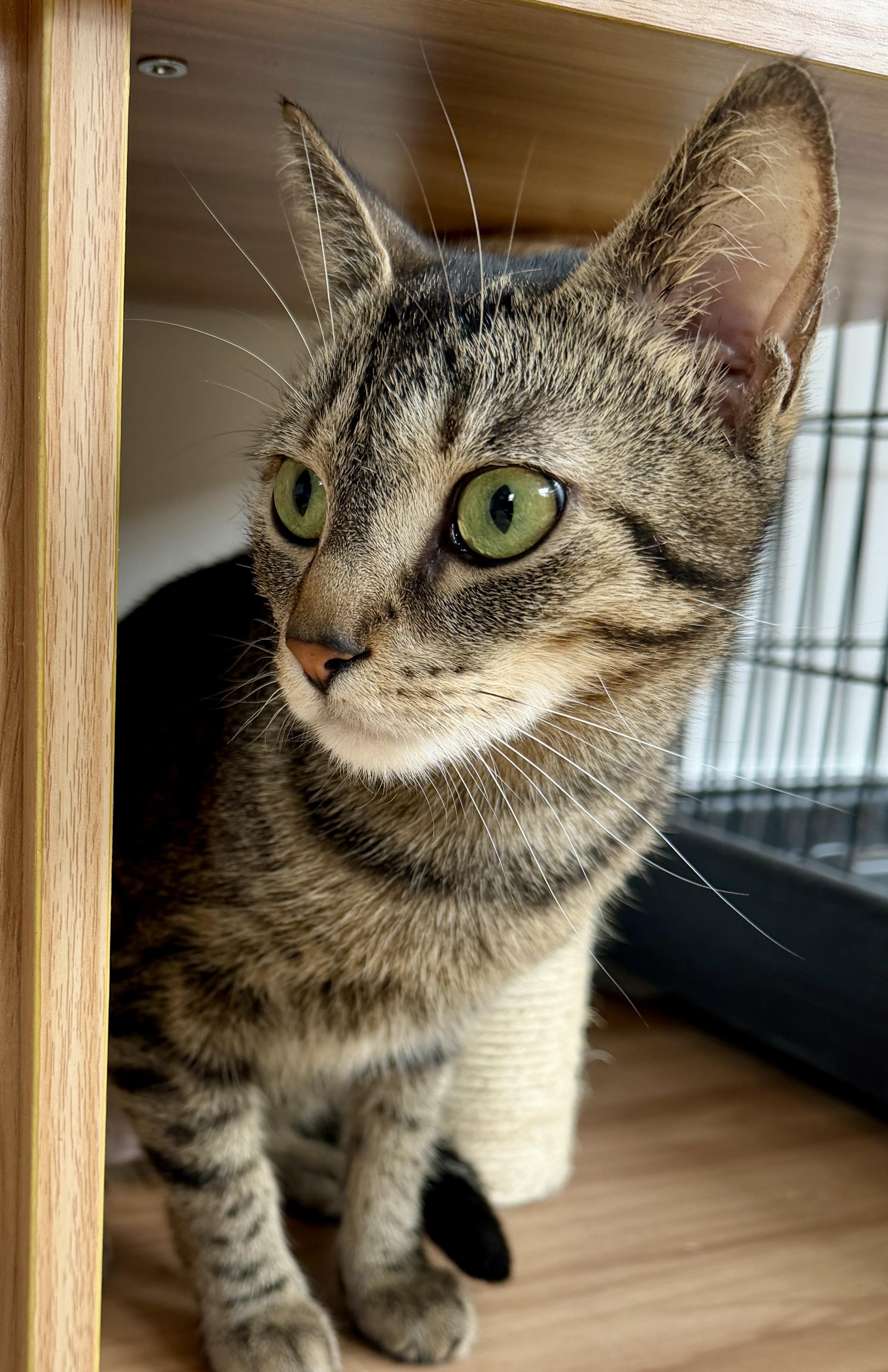 Enlarge Luna, a ADOPTABLE American Shorthair in Hull, MA image 6/6