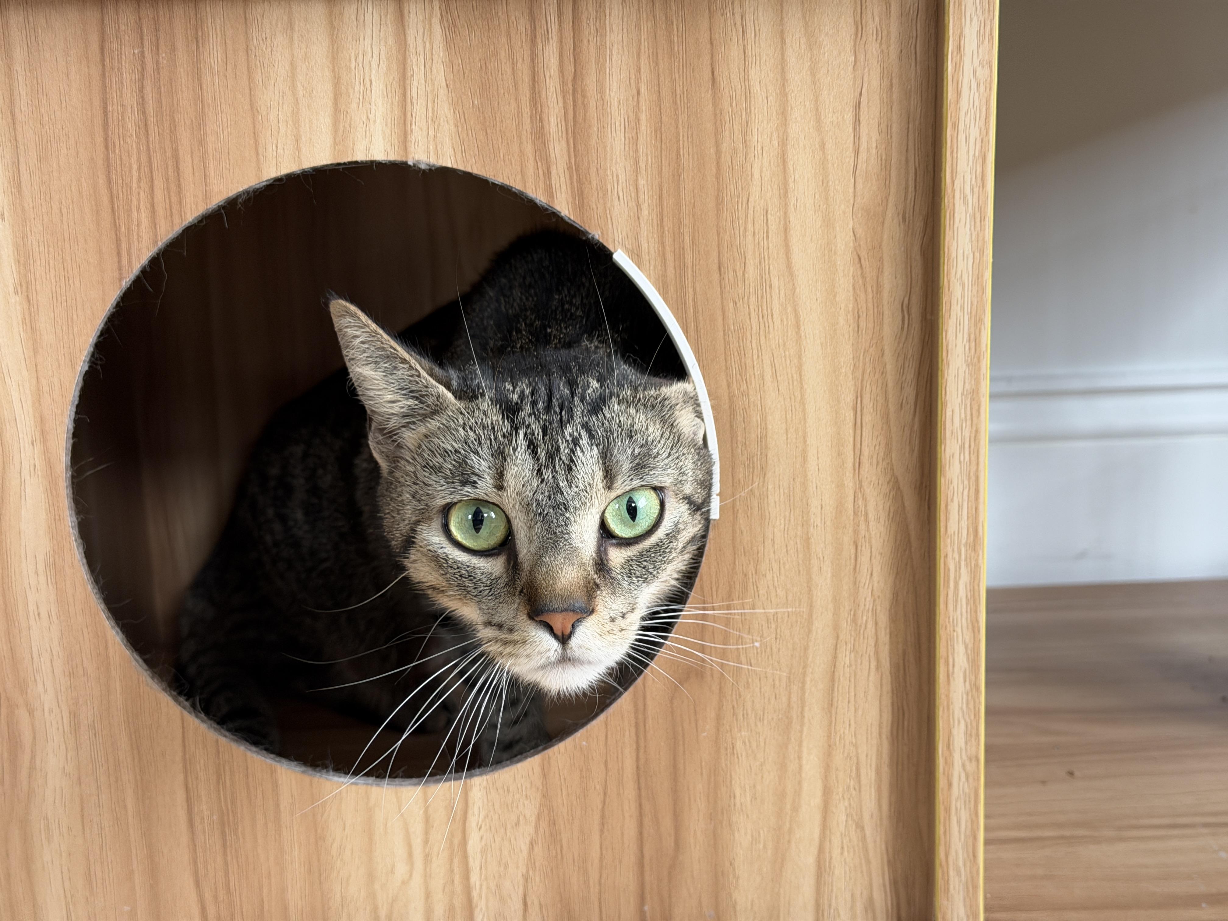 Enlarge Luna, a ADOPTABLE American Shorthair in Hull, MA image 1/6