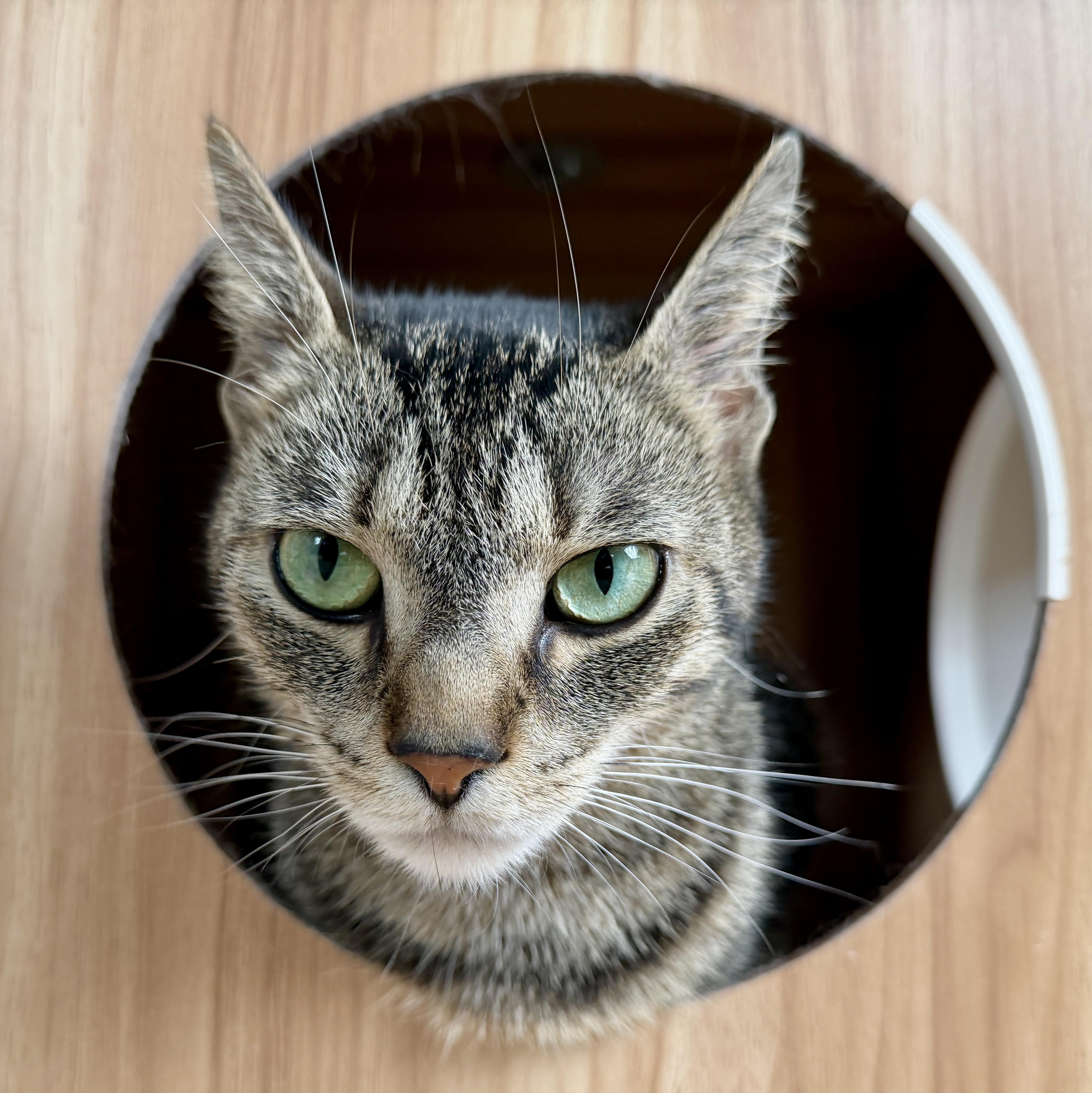 Enlarge Luna, a ADOPTABLE American Shorthair in Hull, MA image 4/6