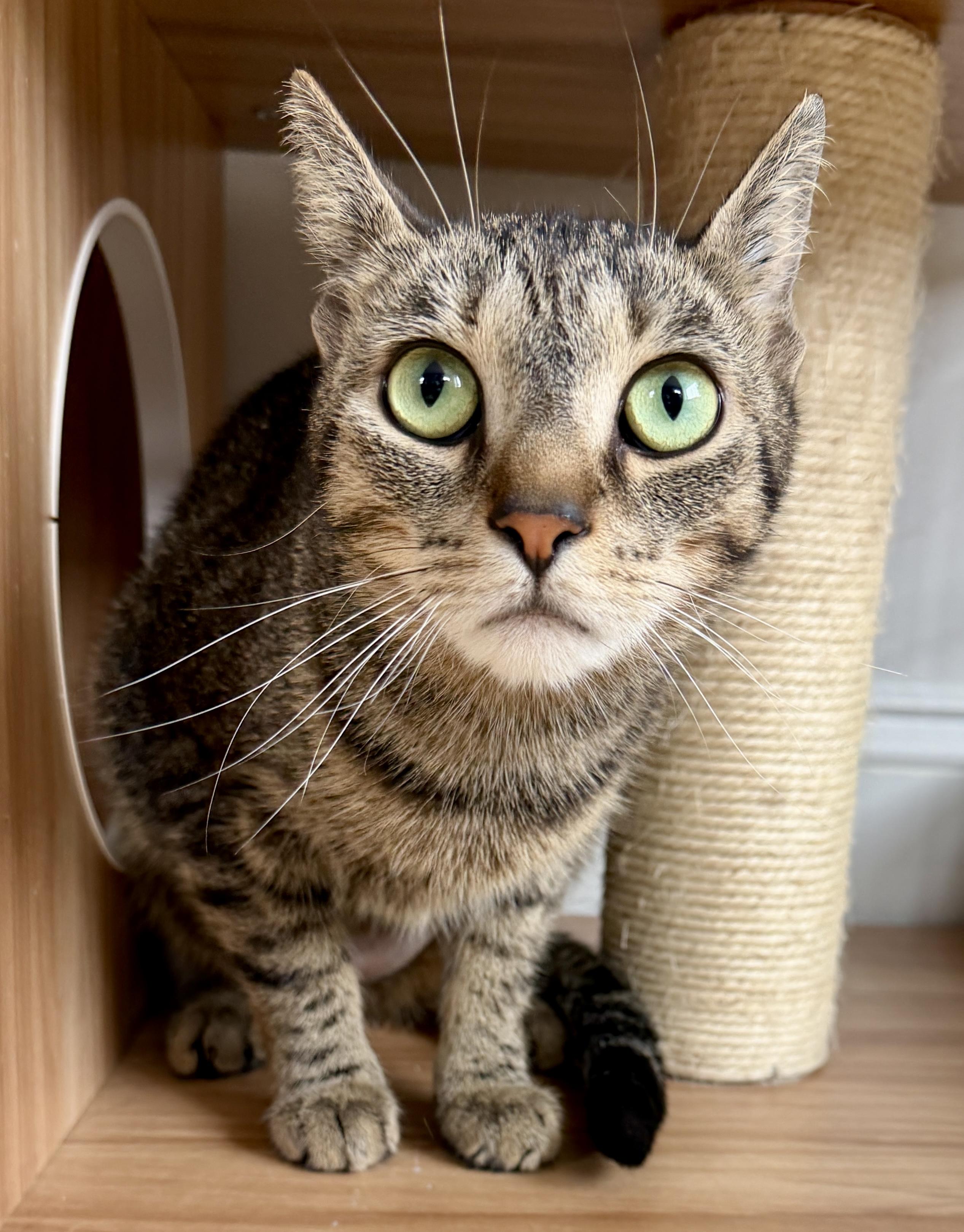 Enlarge Luna, a ADOPTABLE American Shorthair in Hull, MA image 2/6