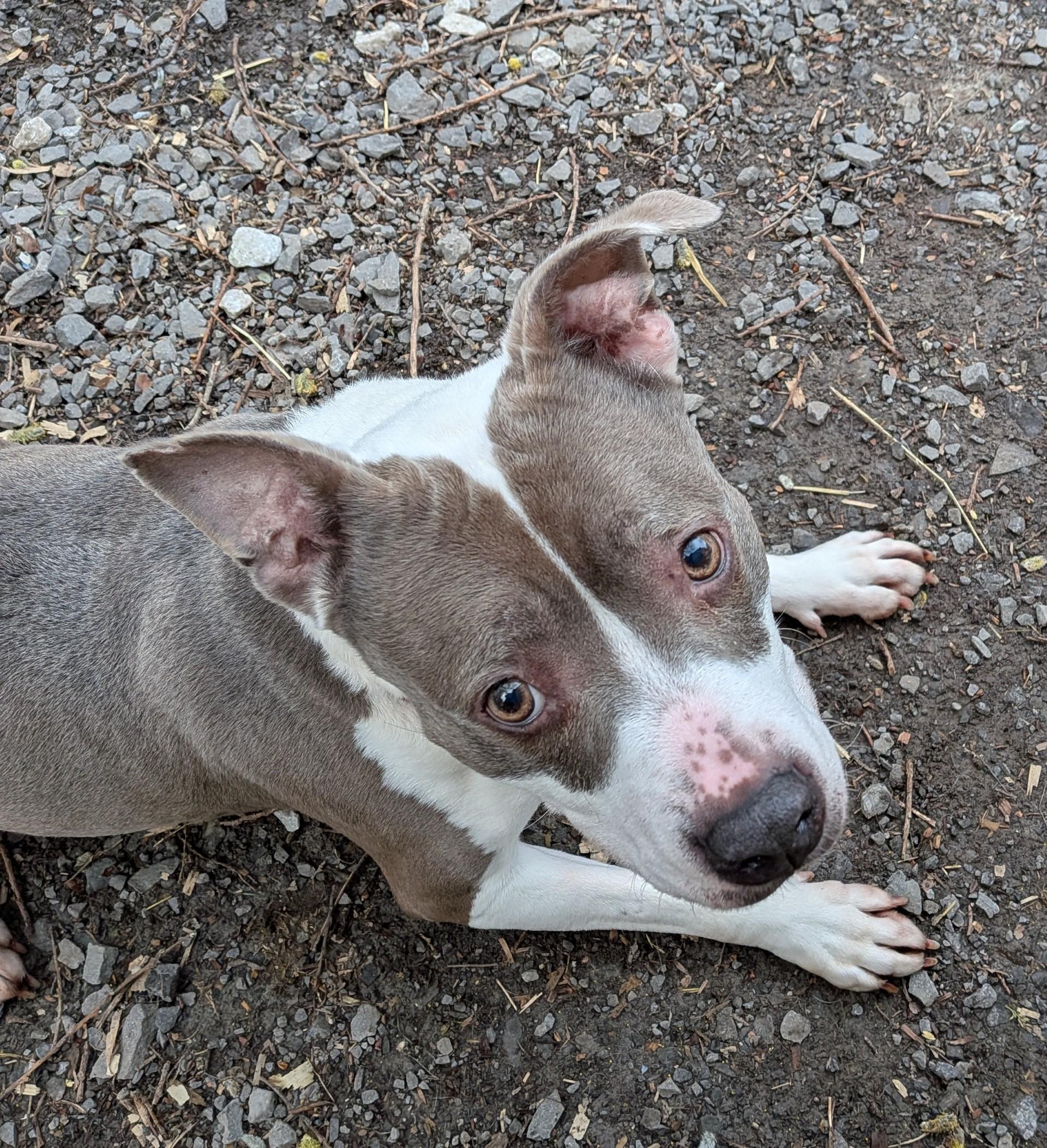 Enlarge Blu-Berry, a ADOPTABLE American Staffordshire Terrier in Ontario, NY image 2/4